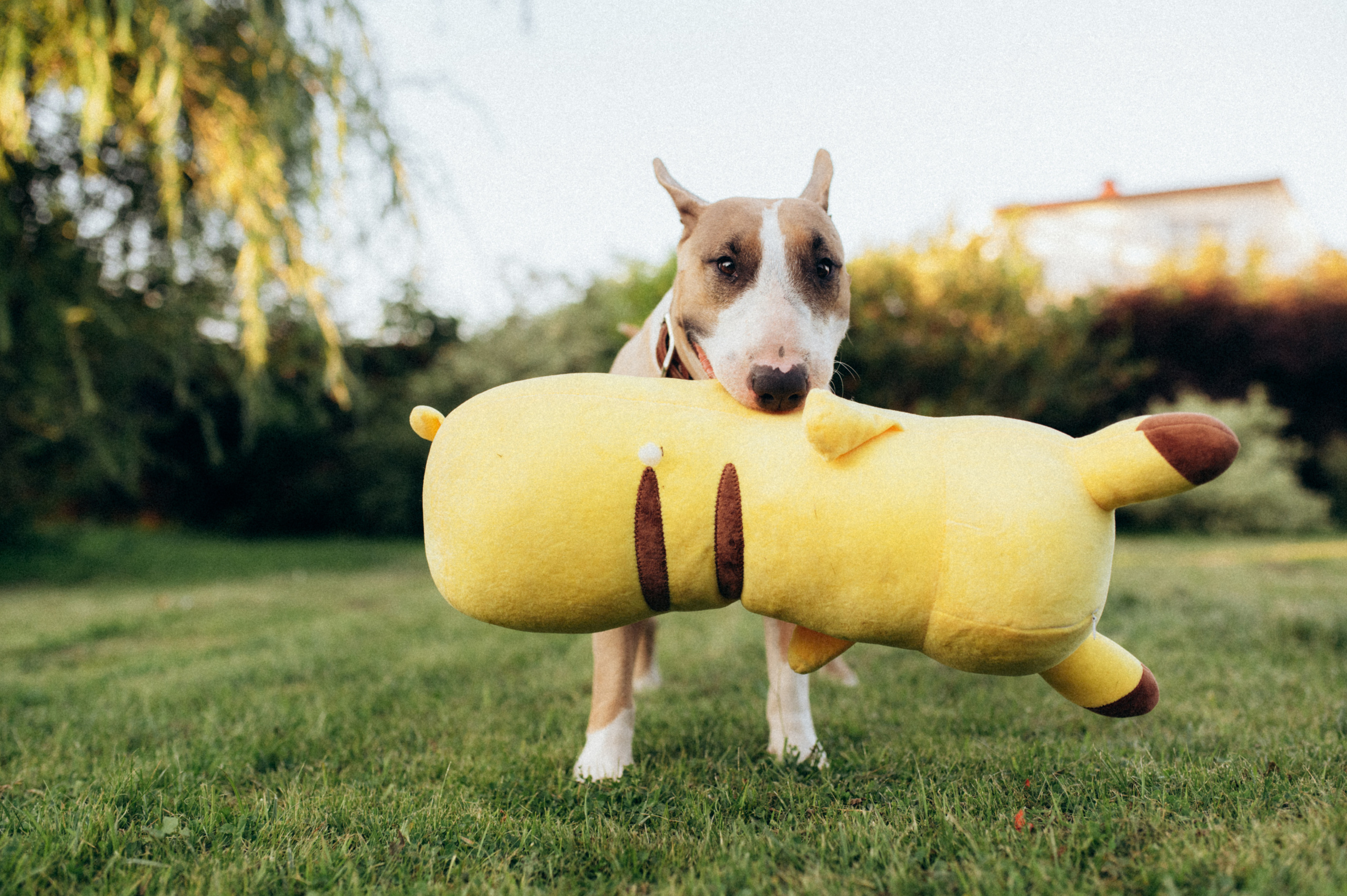 Дуся. Фотограф анималист в Москве Ольга Агушева