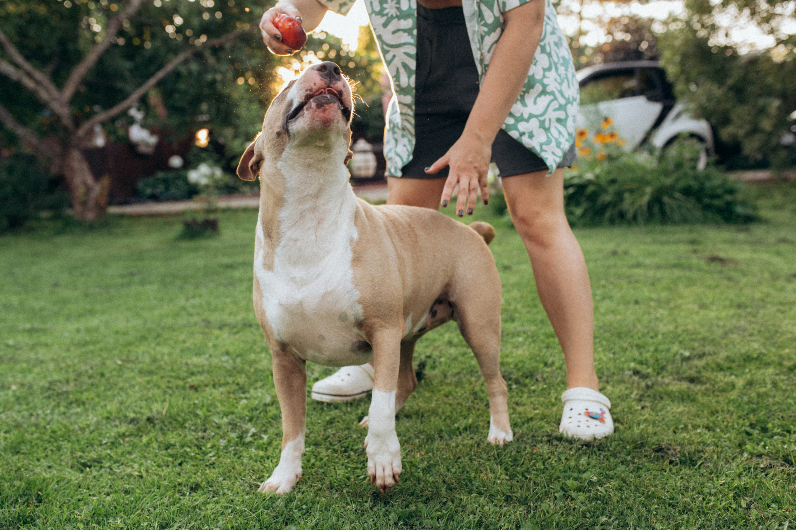 Дуся. Фотограф анималист в Москве Ольга Агушева