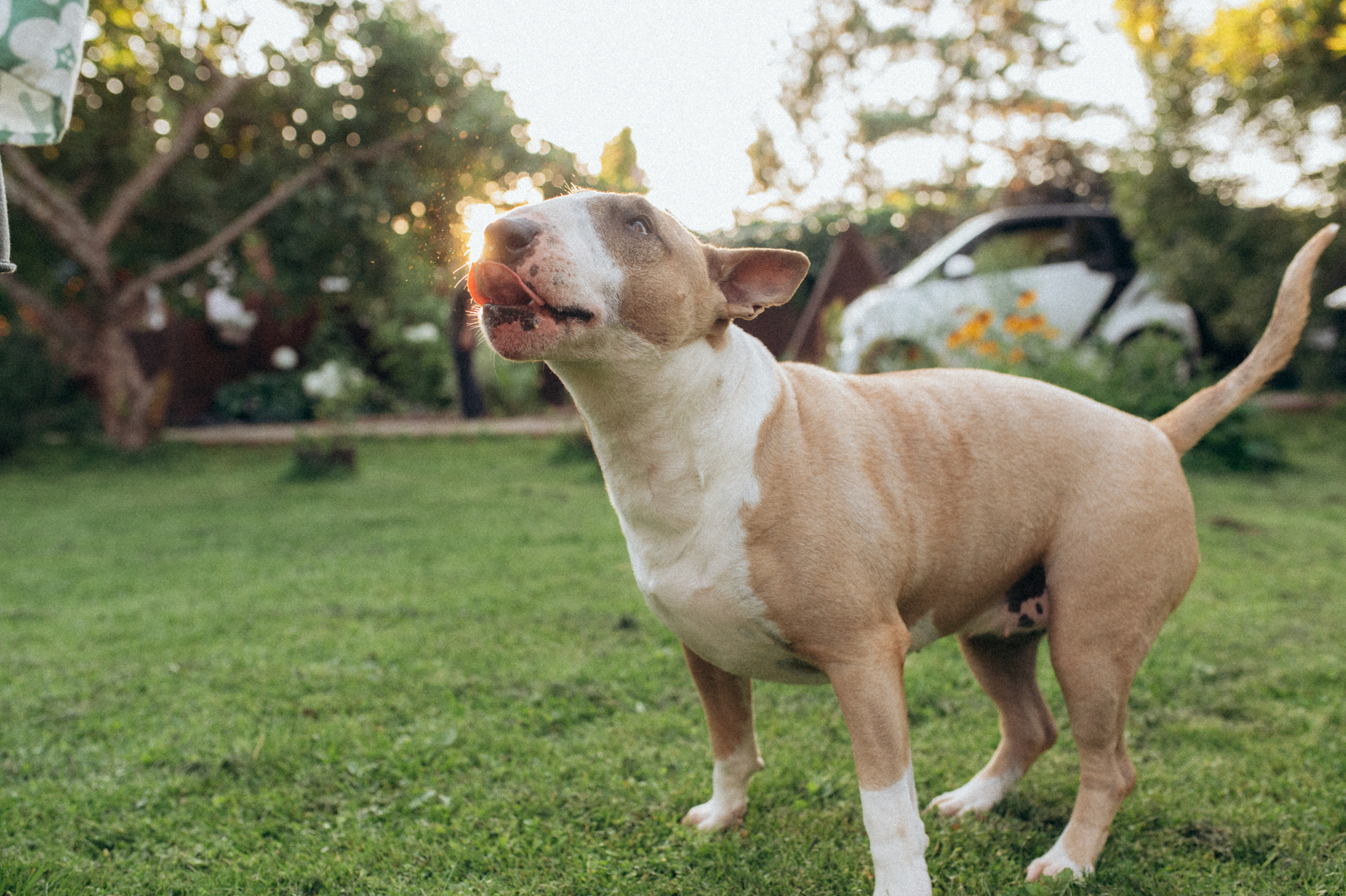 Дуся. Фотограф анималист в Москве Ольга Агушева