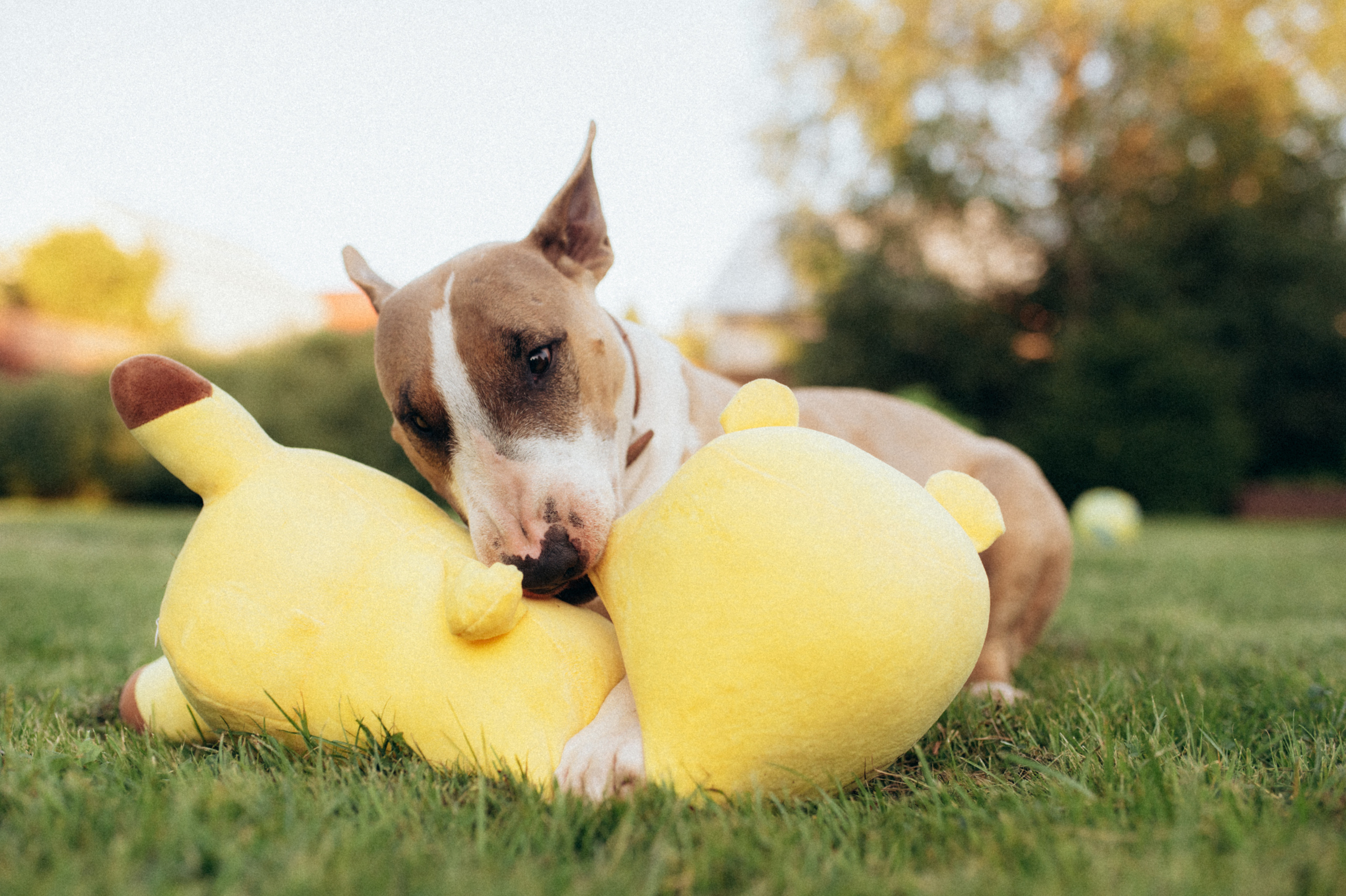 Дуся. Фотограф анималист в Москве Ольга Агушева