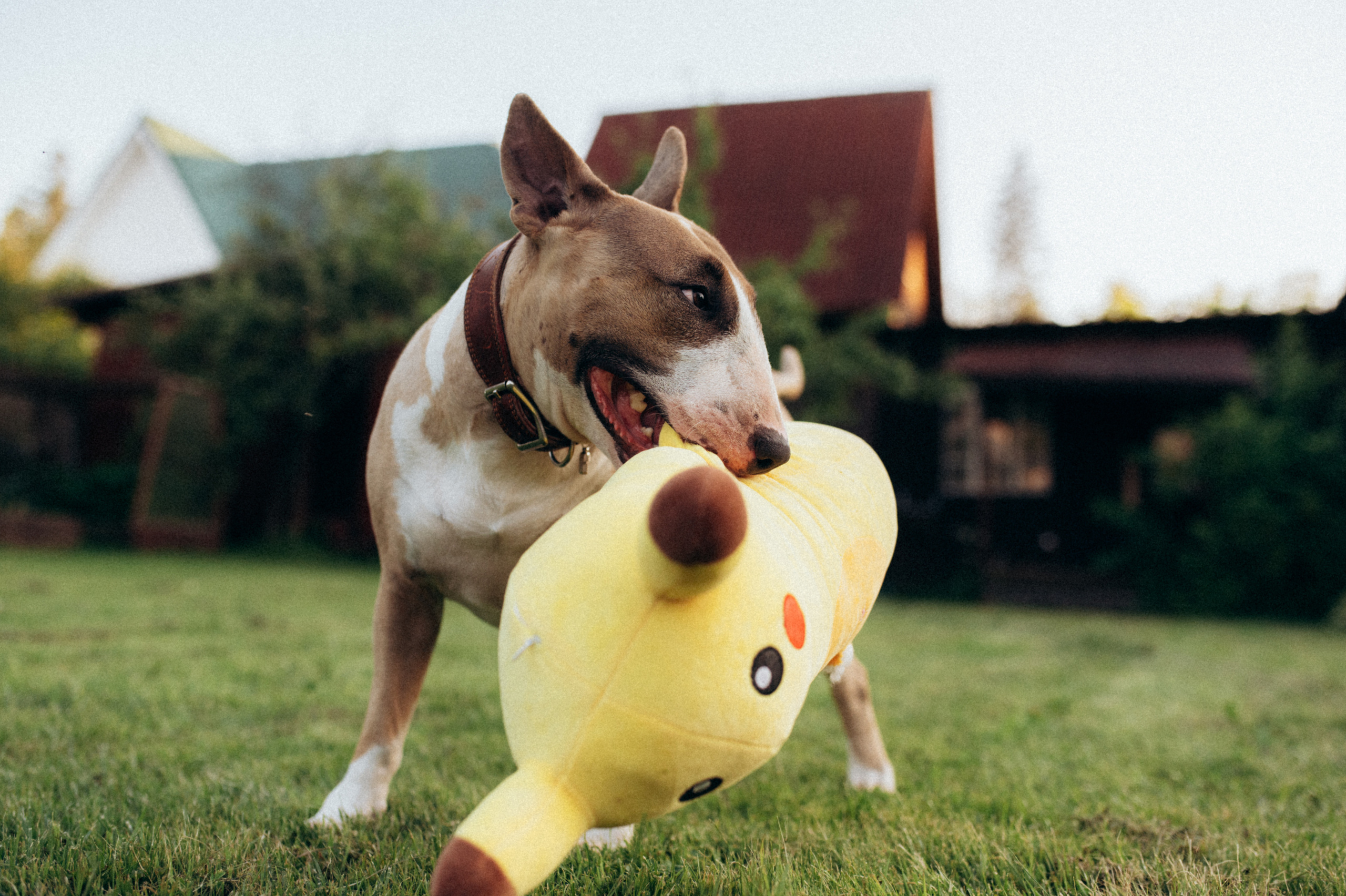 Дуся. Фотограф анималист в Москве Ольга Агушева