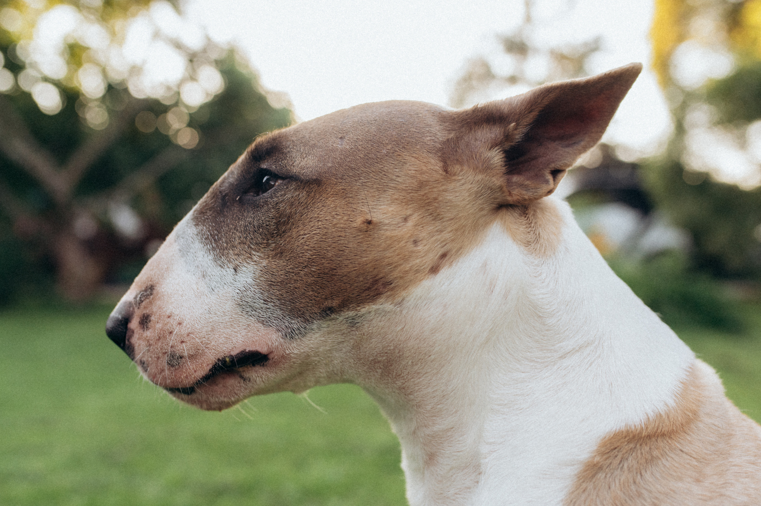 Дуся. Фотограф анималист в Москве Ольга Агушева