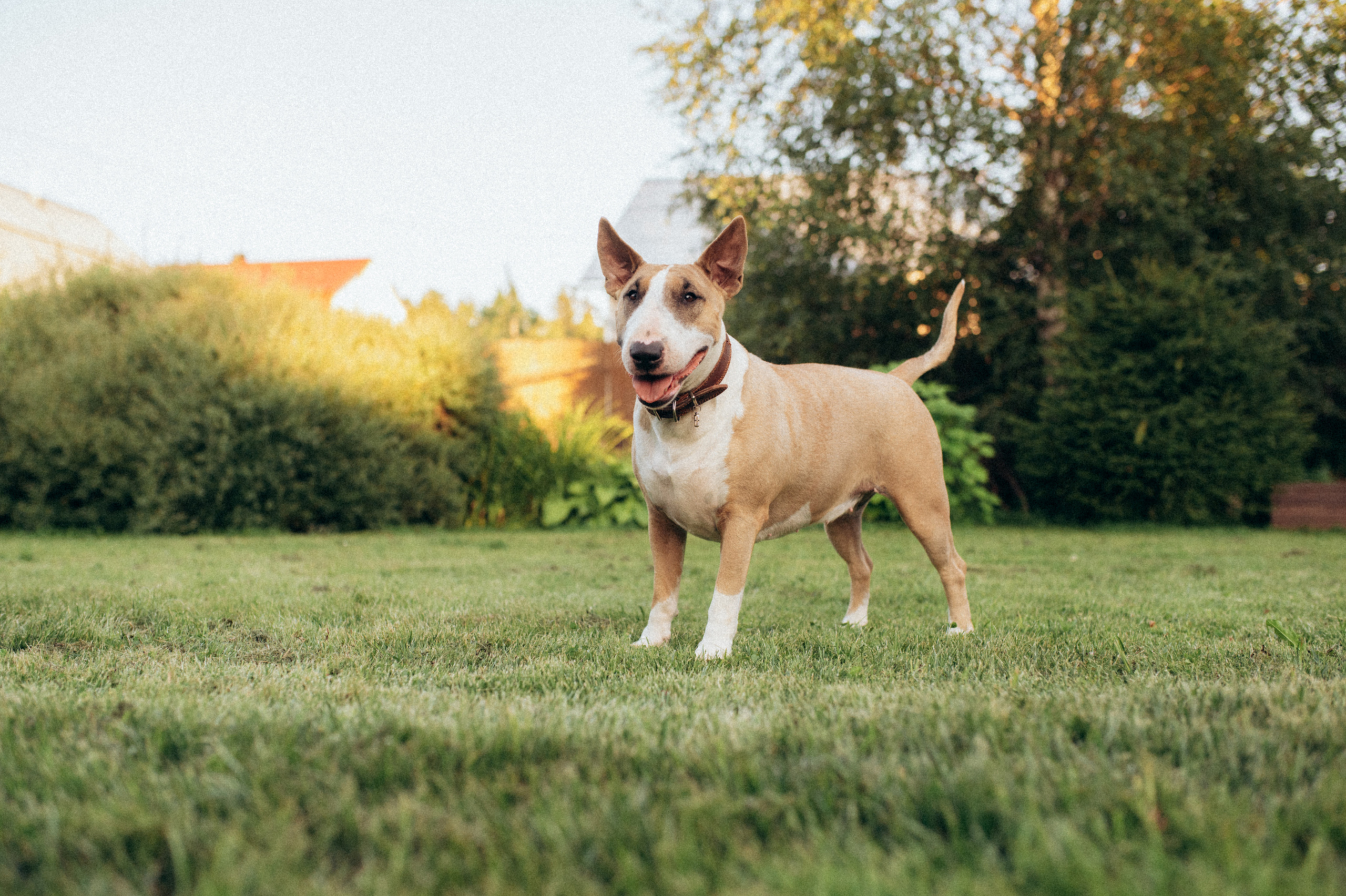 Дуся. Фотограф анималист в Москве Ольга Агушева