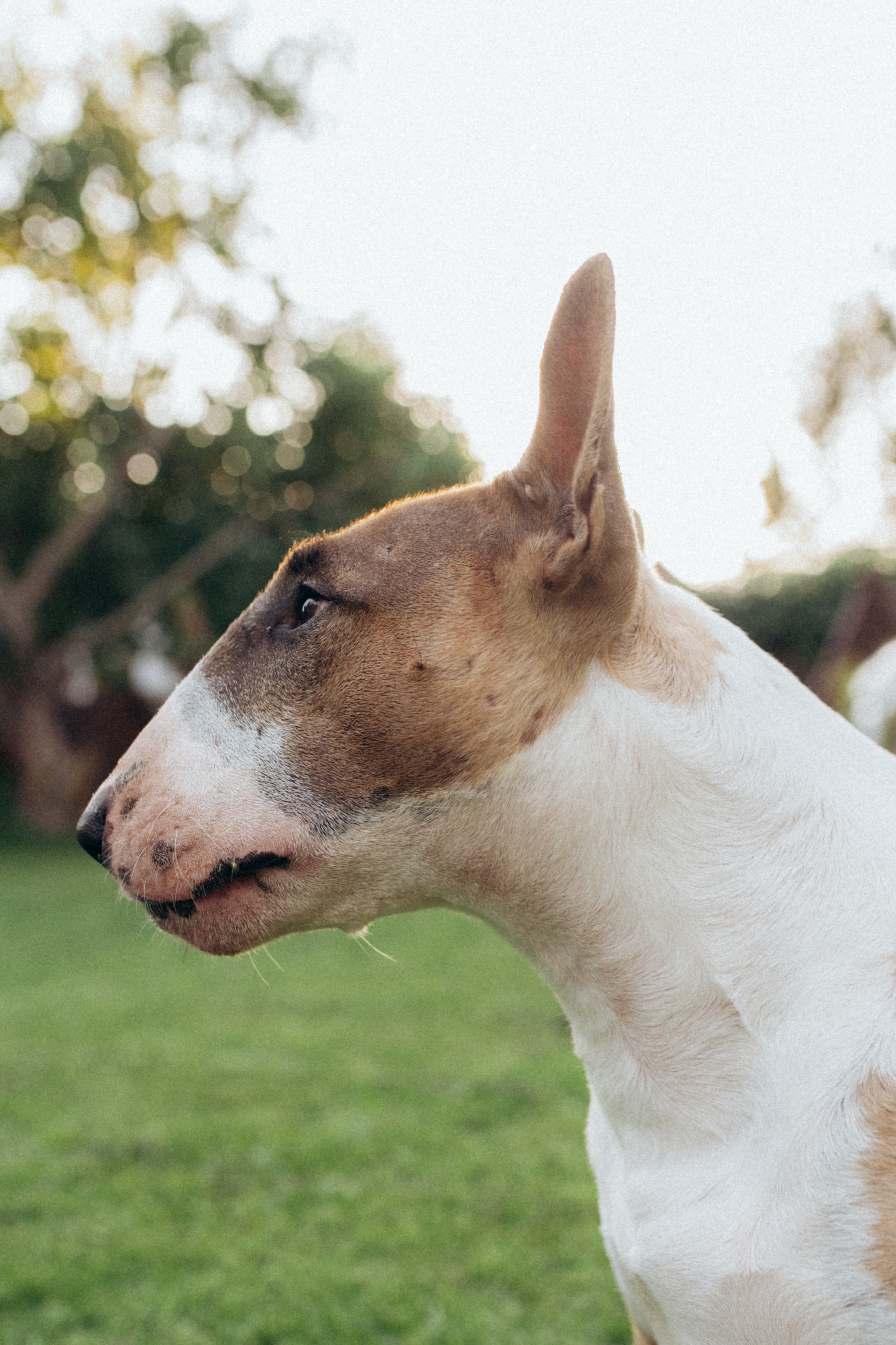 Дуся. Фотограф анималист в Москве Ольга Агушева