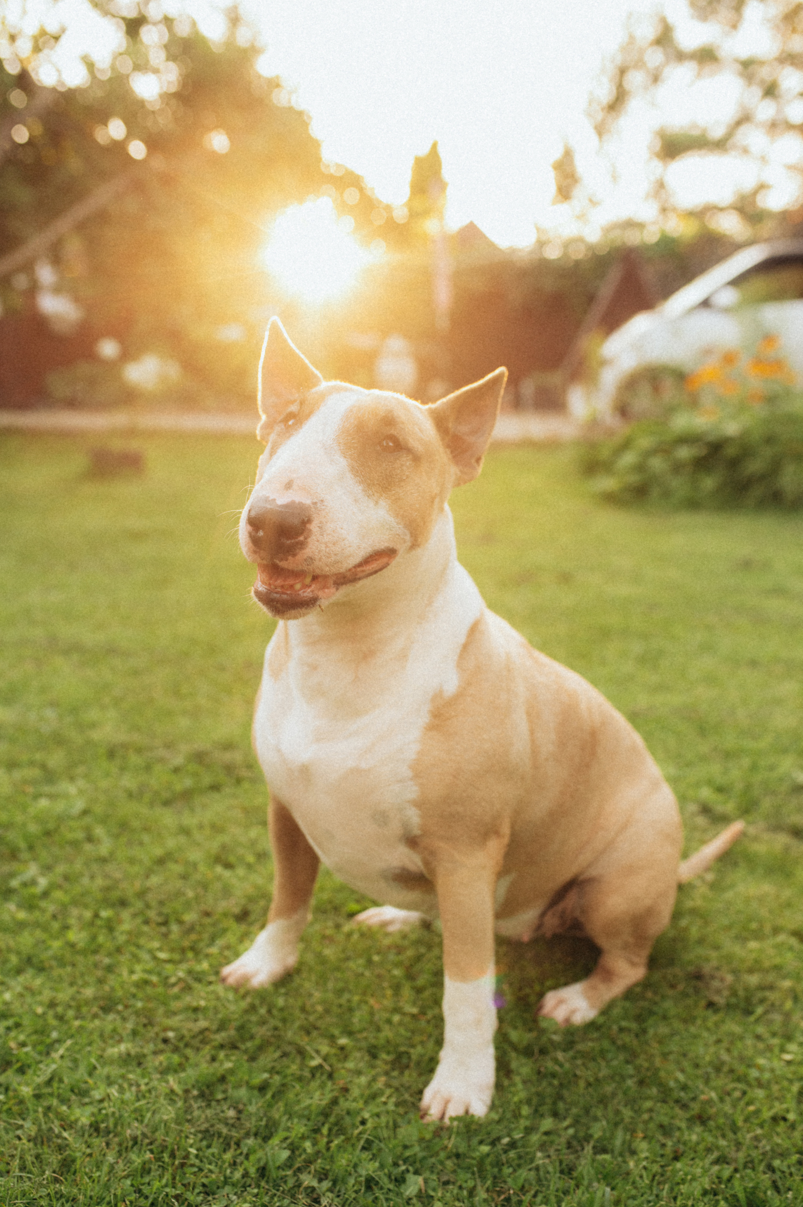 Дуся. Фотограф анималист в Москве Ольга Агушева