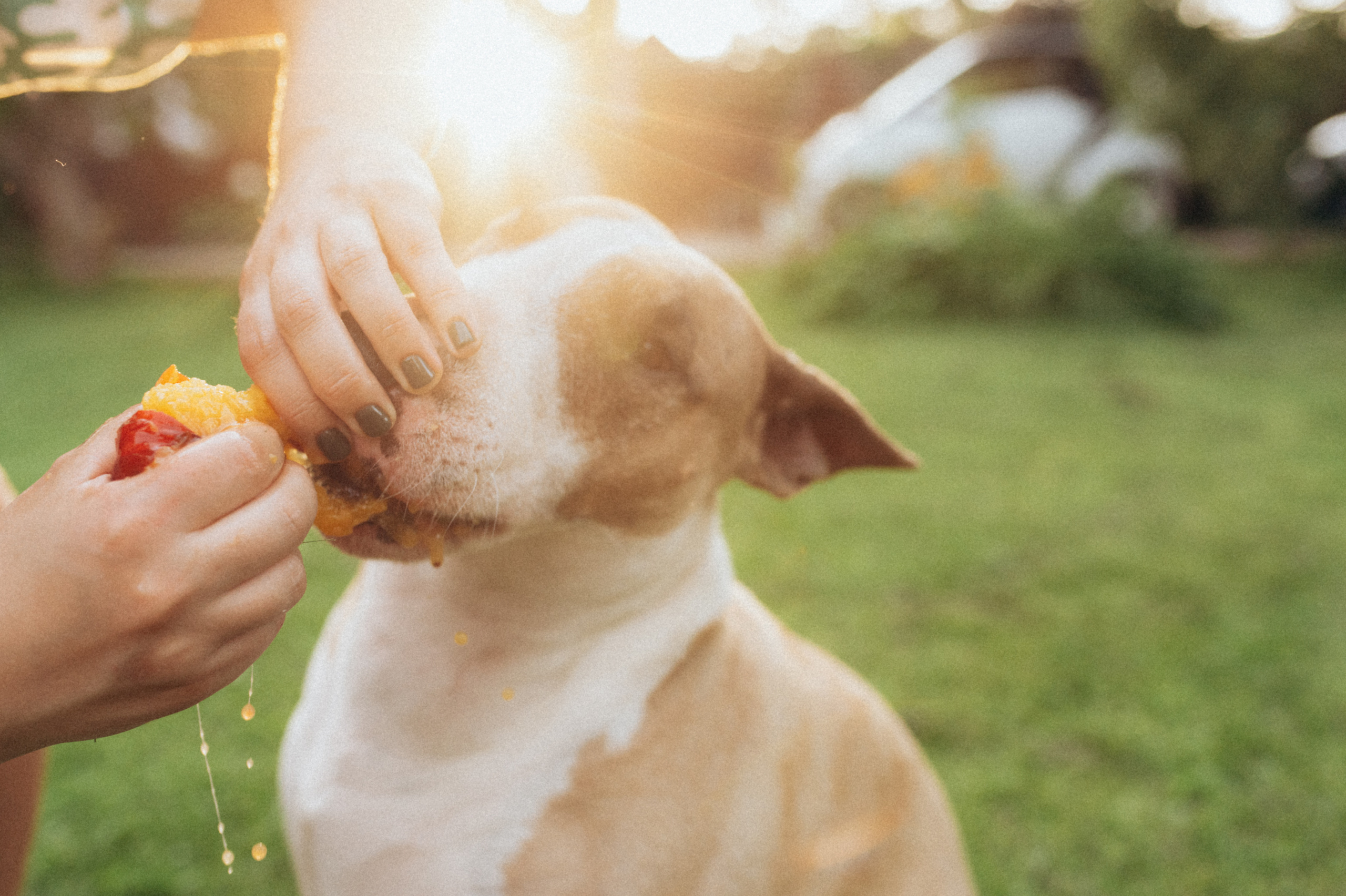 Дуся. Фотограф анималист в Москве Ольга Агушева