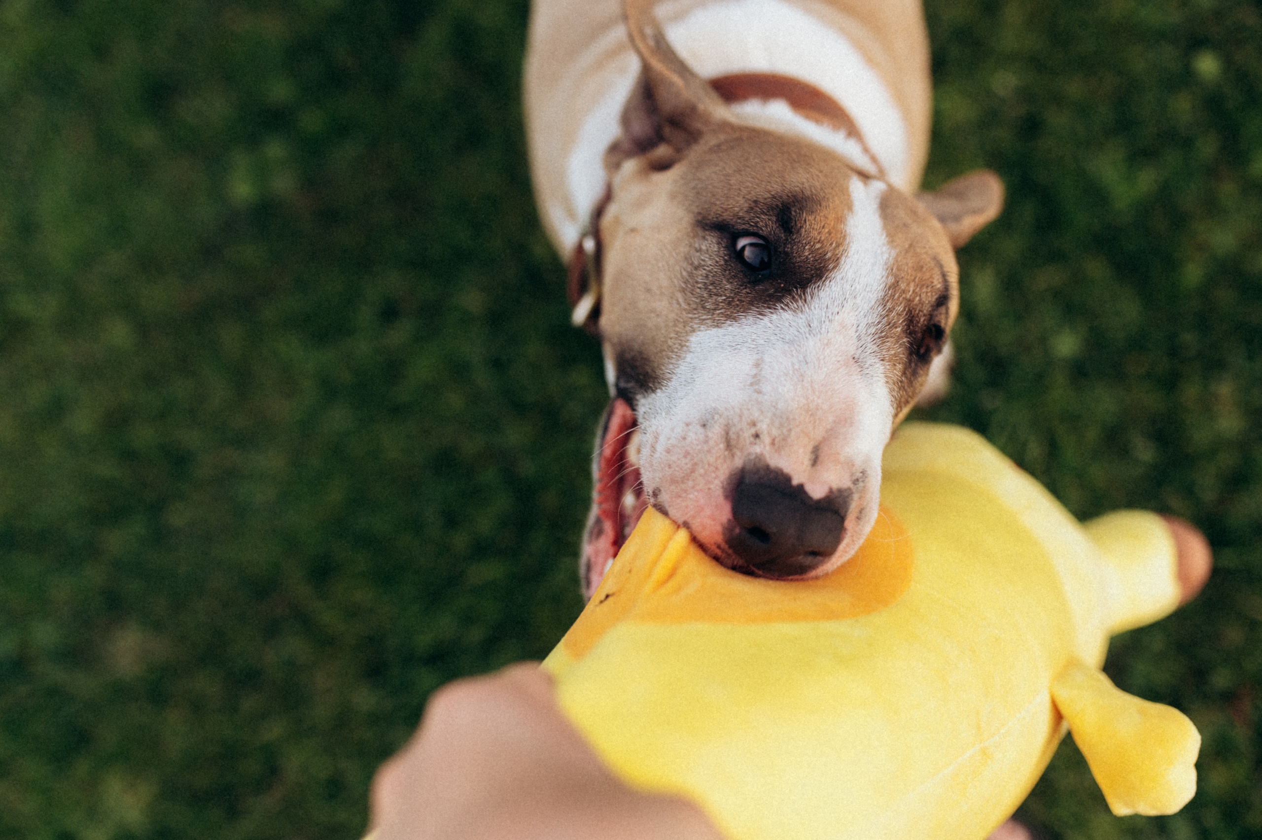 Дуся. Фотограф анималист в Москве Ольга Агушева