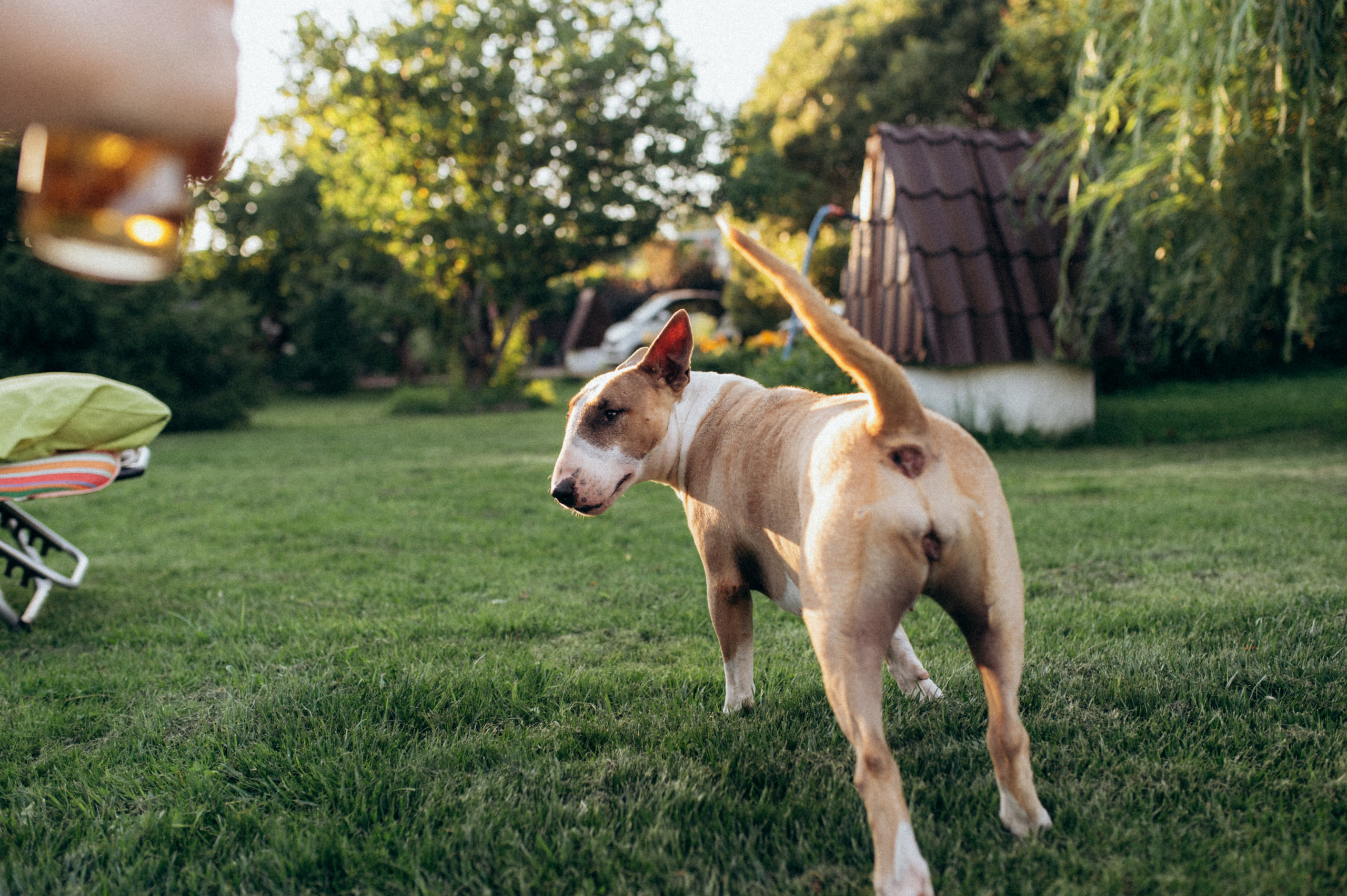 Дуся. Фотограф анималист в Москве Ольга Агушева