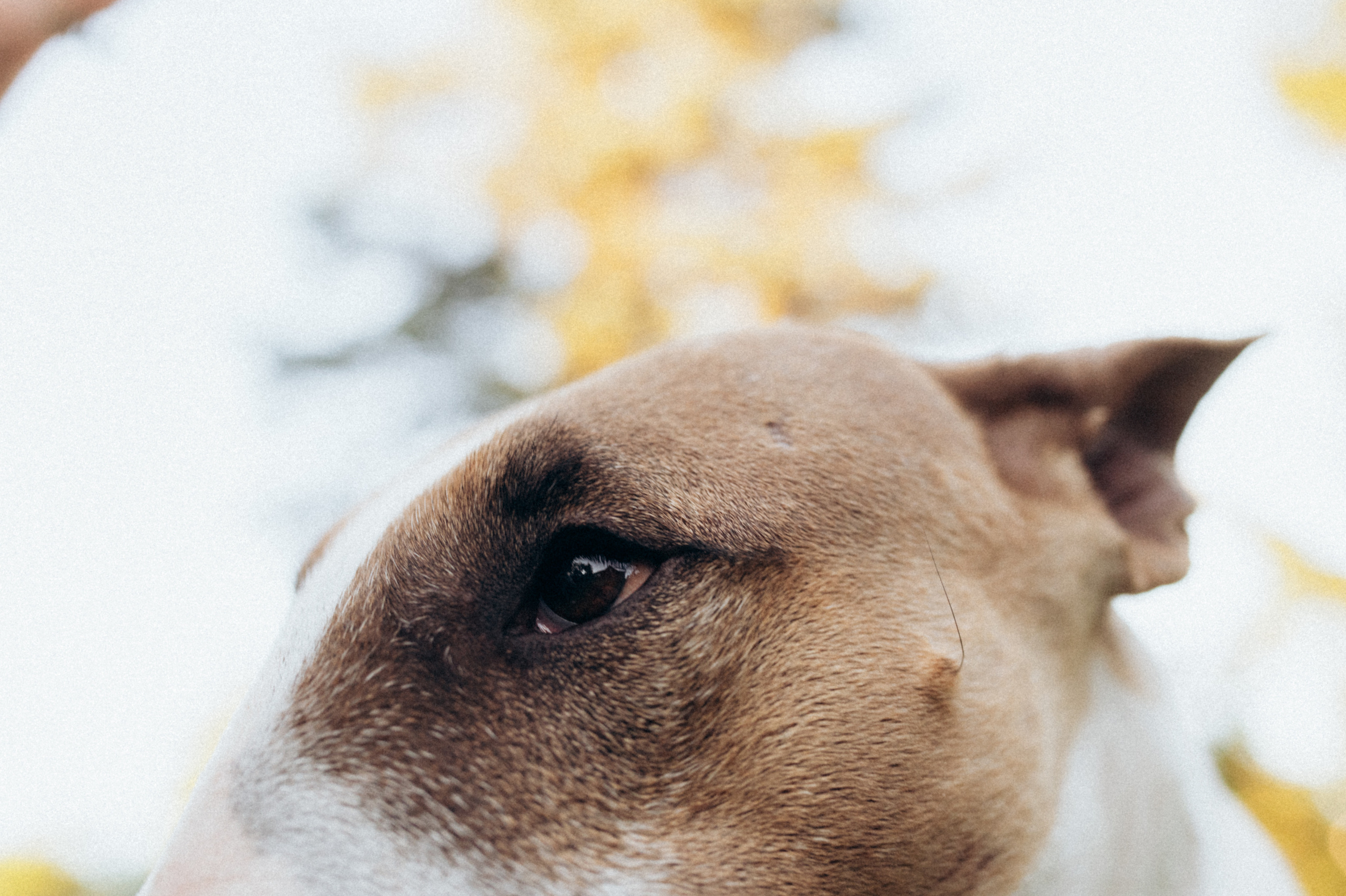 Дуся. Фотограф анималист в Москве Ольга Агушева