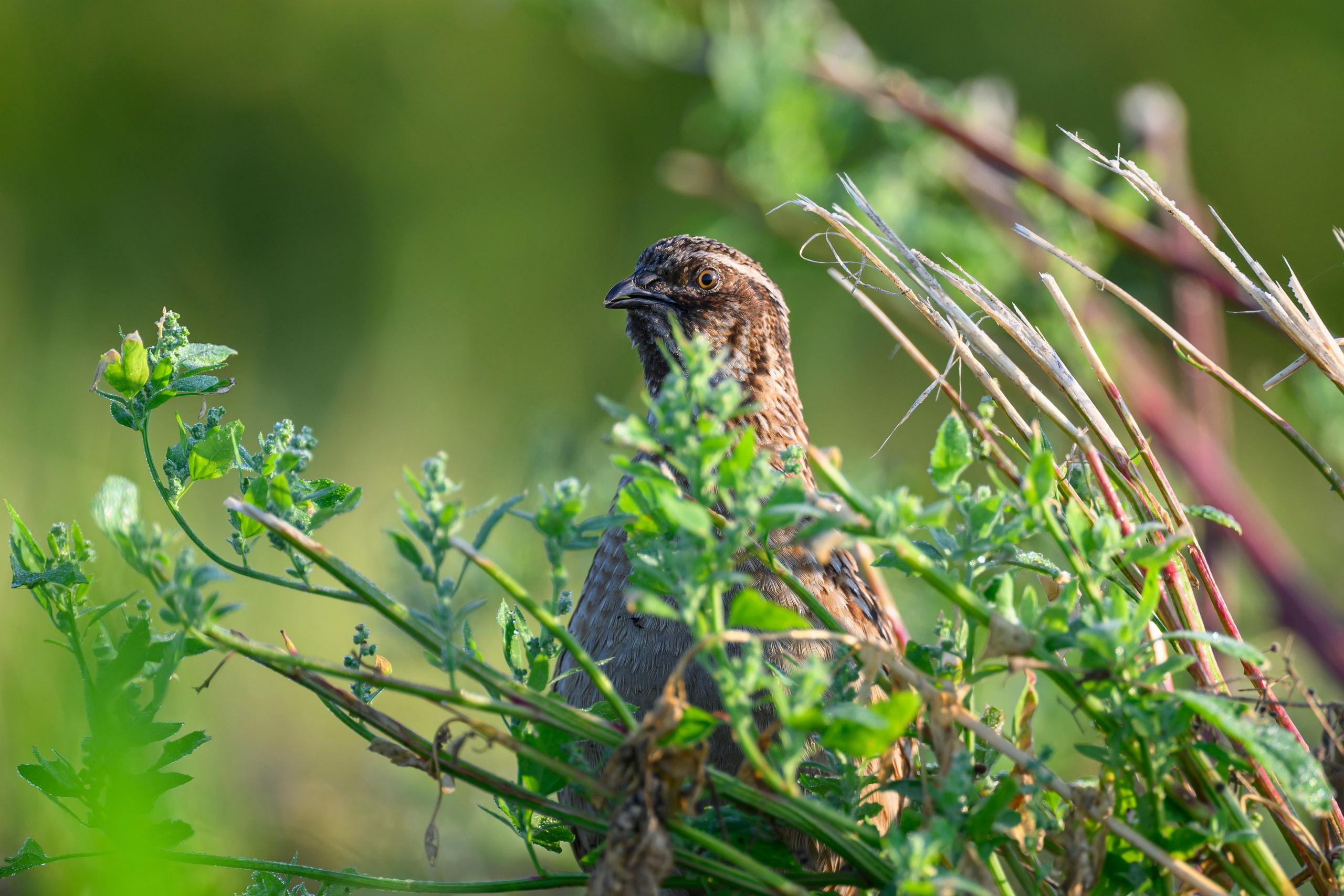 Перепела часть V. Wildlife photography by Sergey Puponin