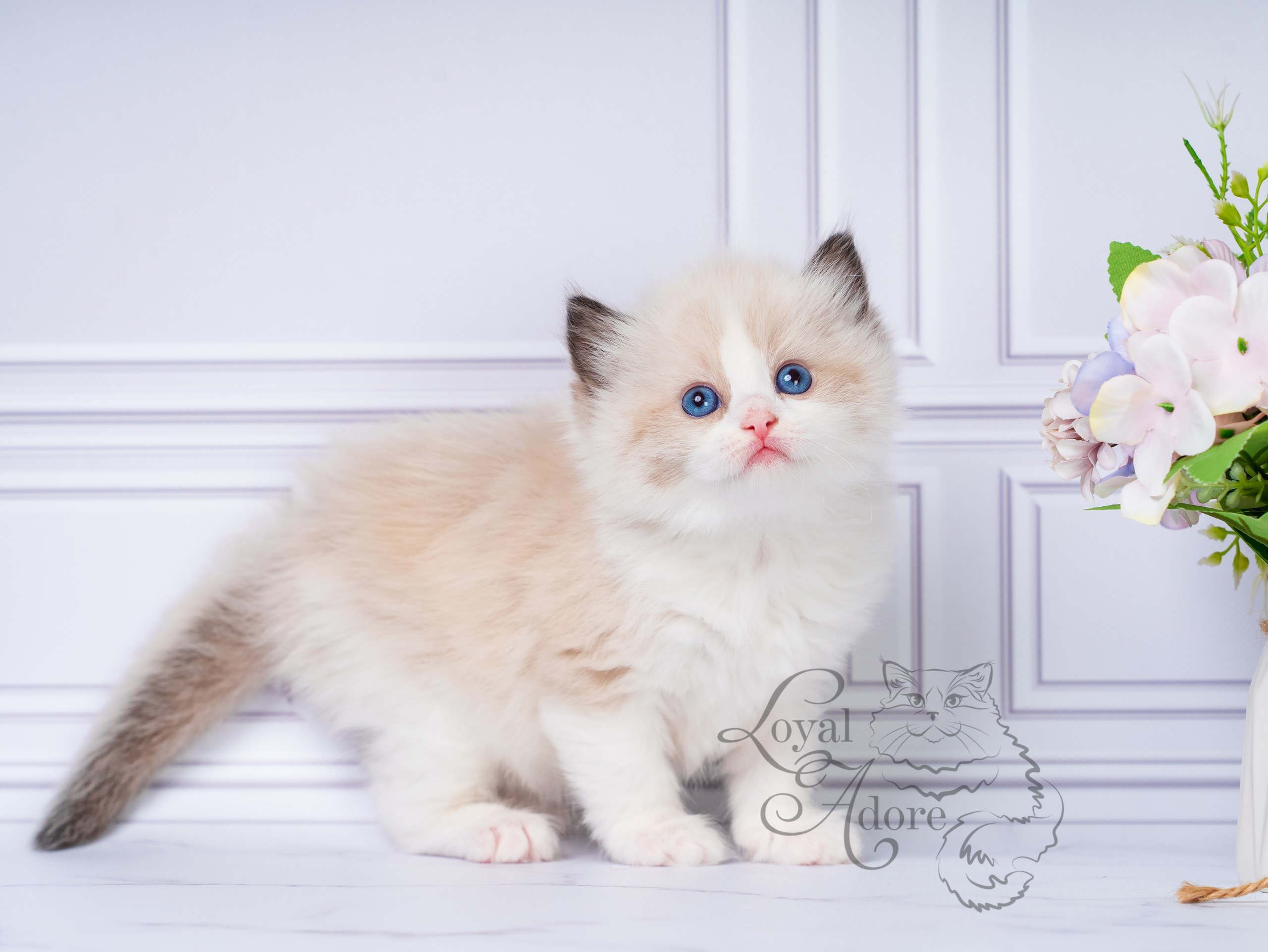 Котята рэгдолл от Loyal Adore. Питомник рэгдолл Loyal Adore