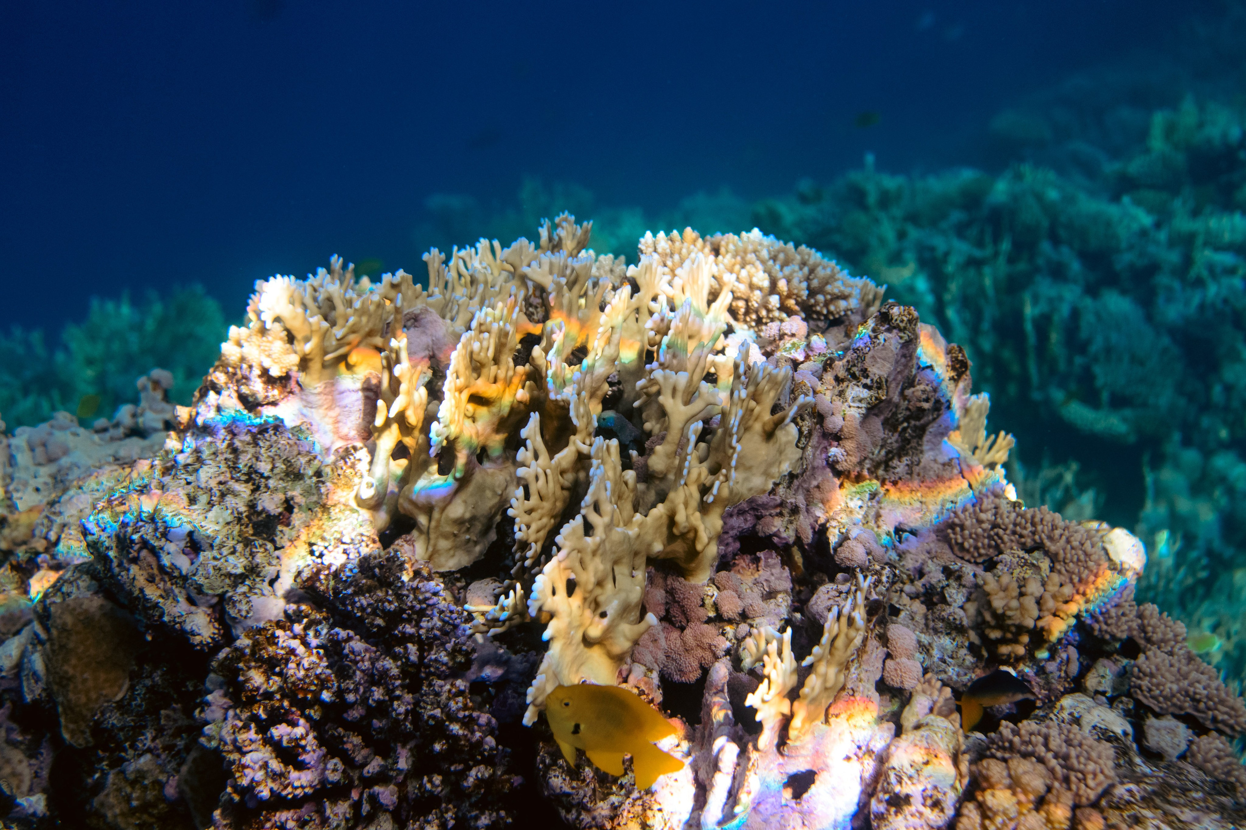 Море. Фотограф в Санкт-Петербурге Ибрагимова Алина