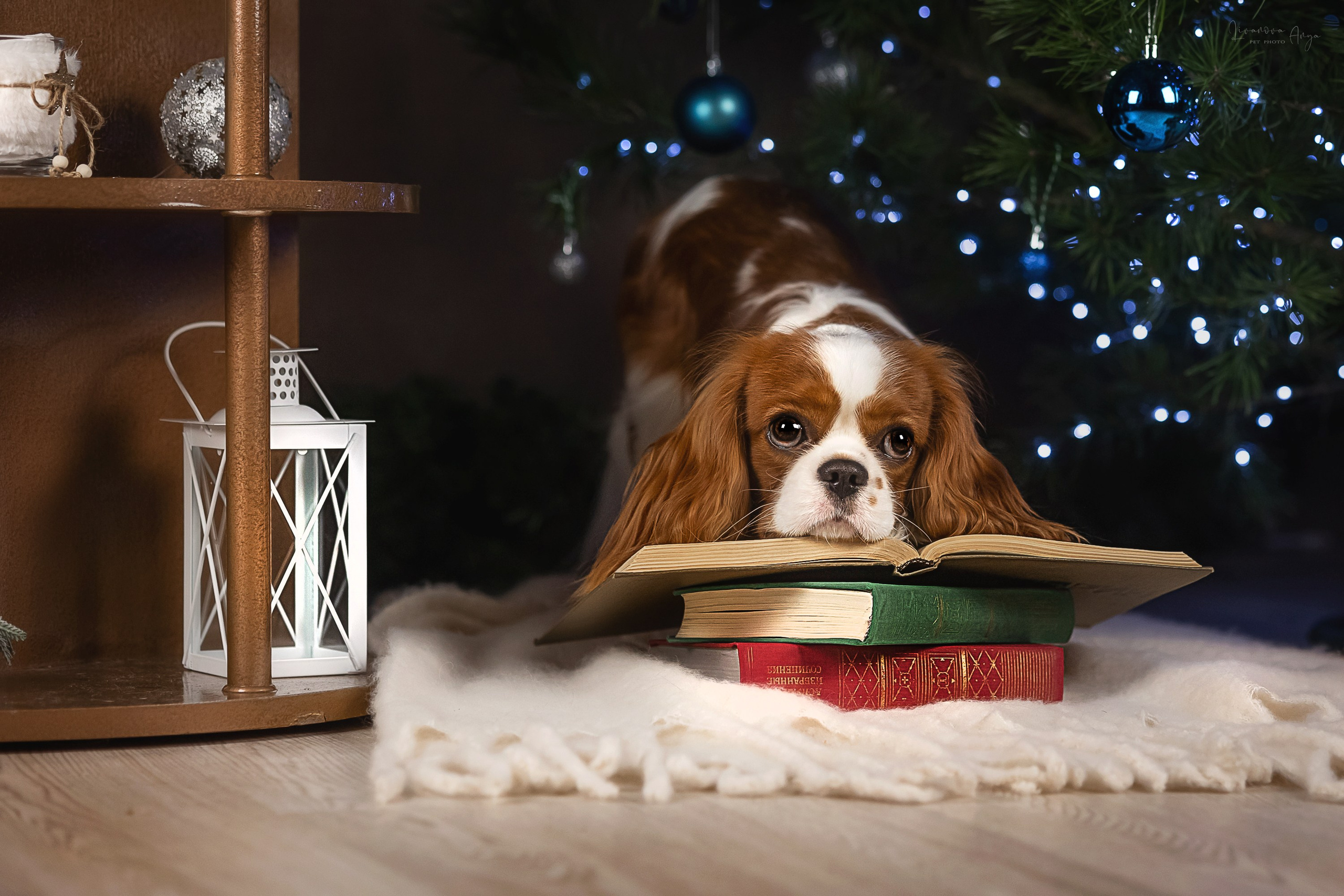 Фотодень_2 2025. Фотограф анималист Аня Ливанова | Рыбинск