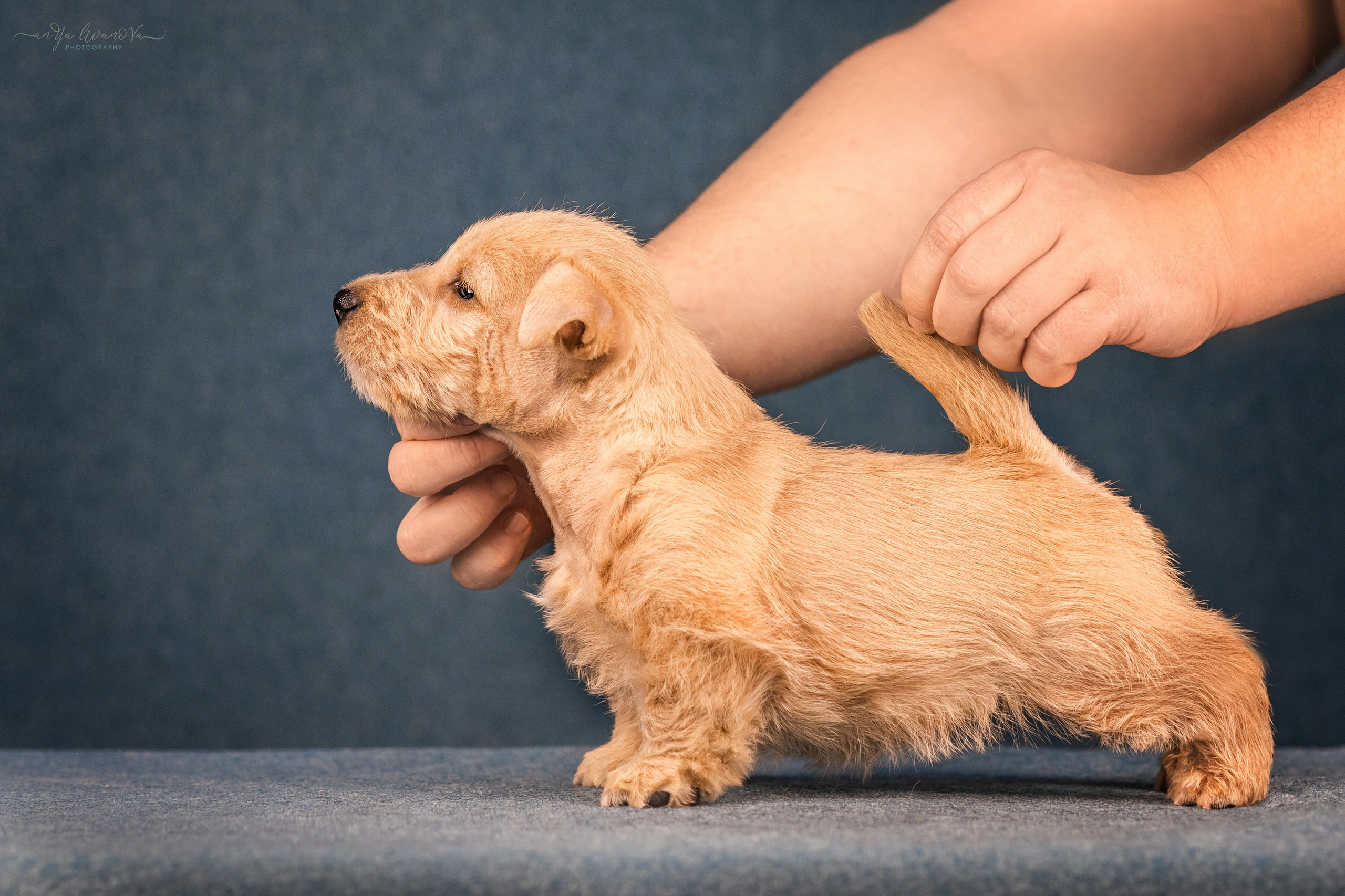 Скотти. Фотограф анималист Аня Ливанова | Рыбинск