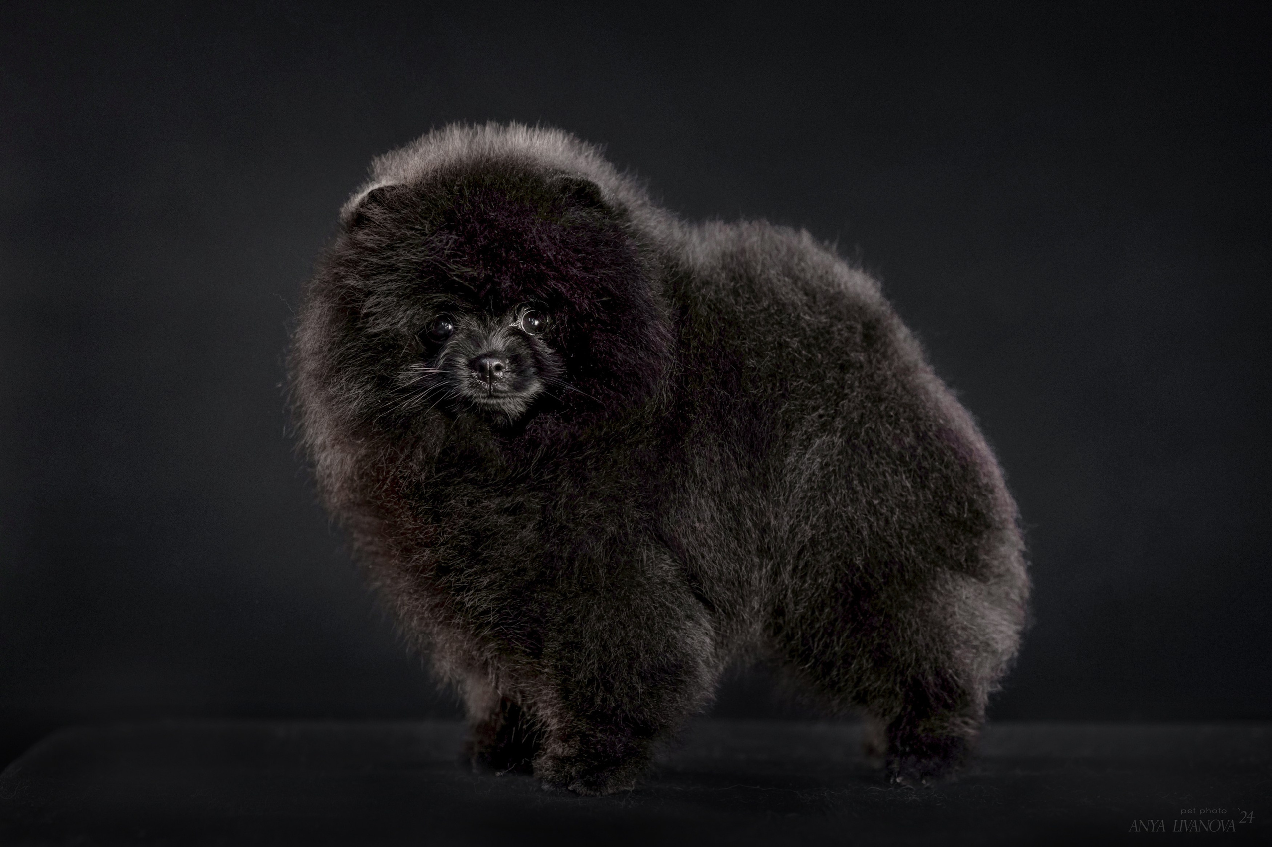 Шпицы. Фотограф анималист Аня Ливанова | Рыбинск