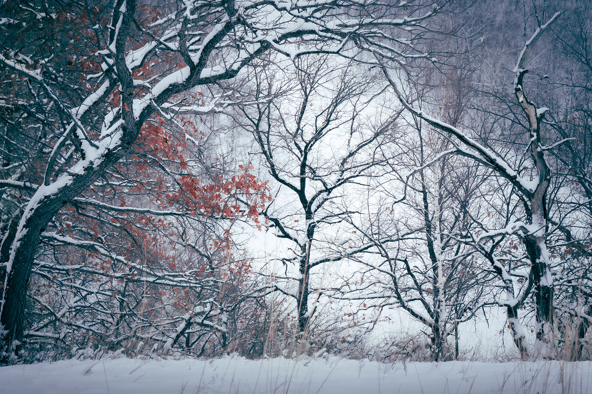 Зимний лес. Пейзажный фотограф Руслан Лукманов