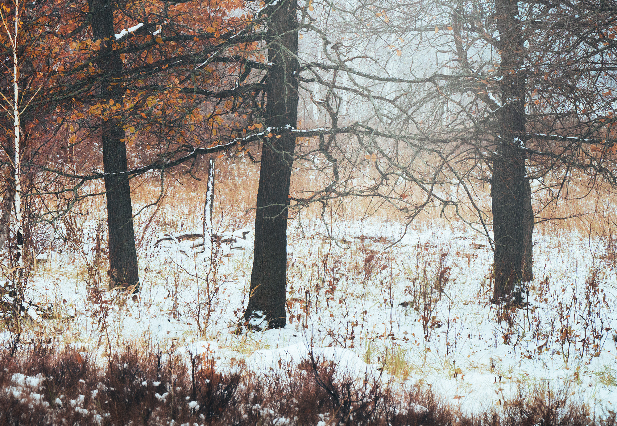 Зимний лес. Пейзажный фотограф Руслан Лукманов