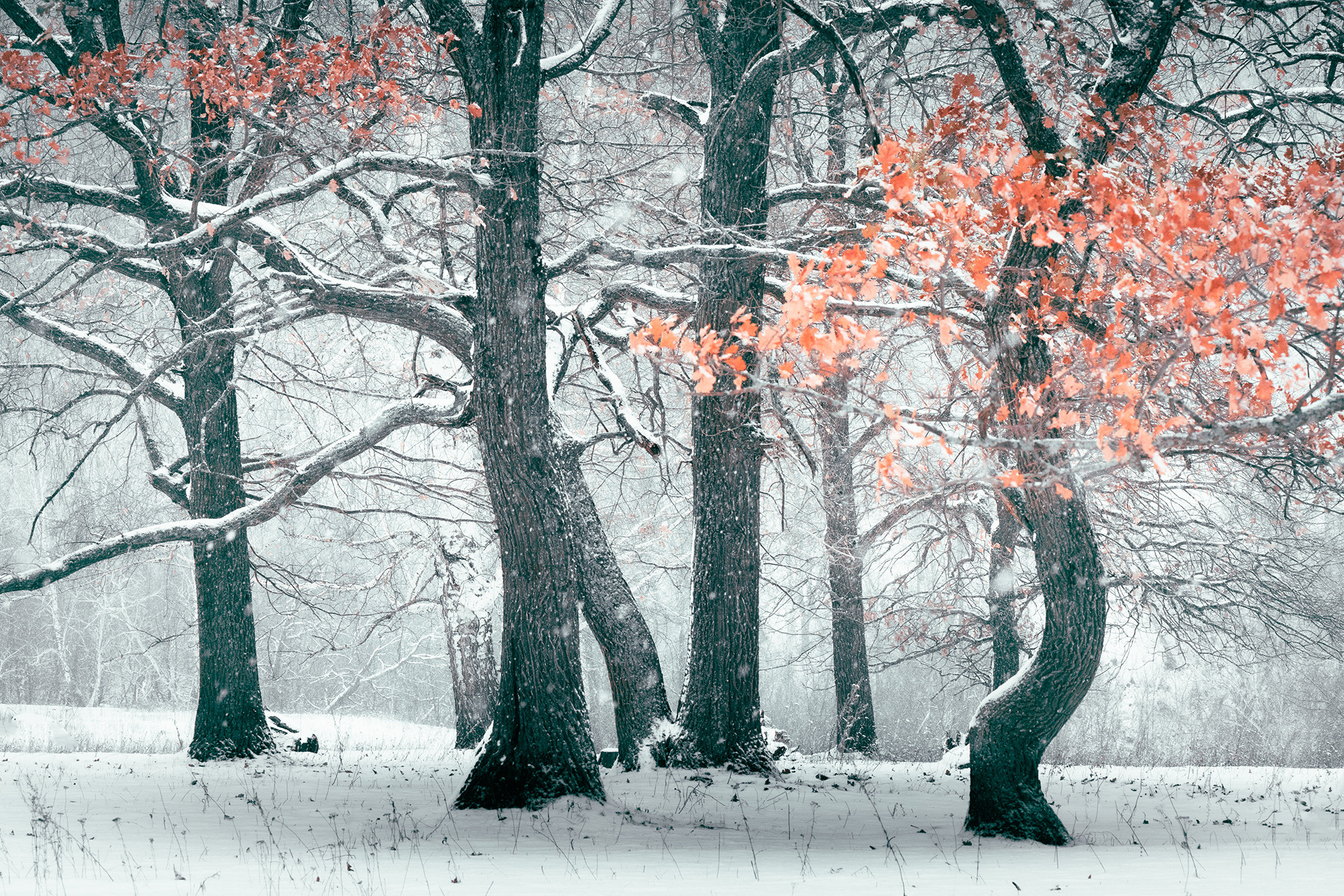 Зимний лес. Пейзажный фотограф Руслан Лукманов