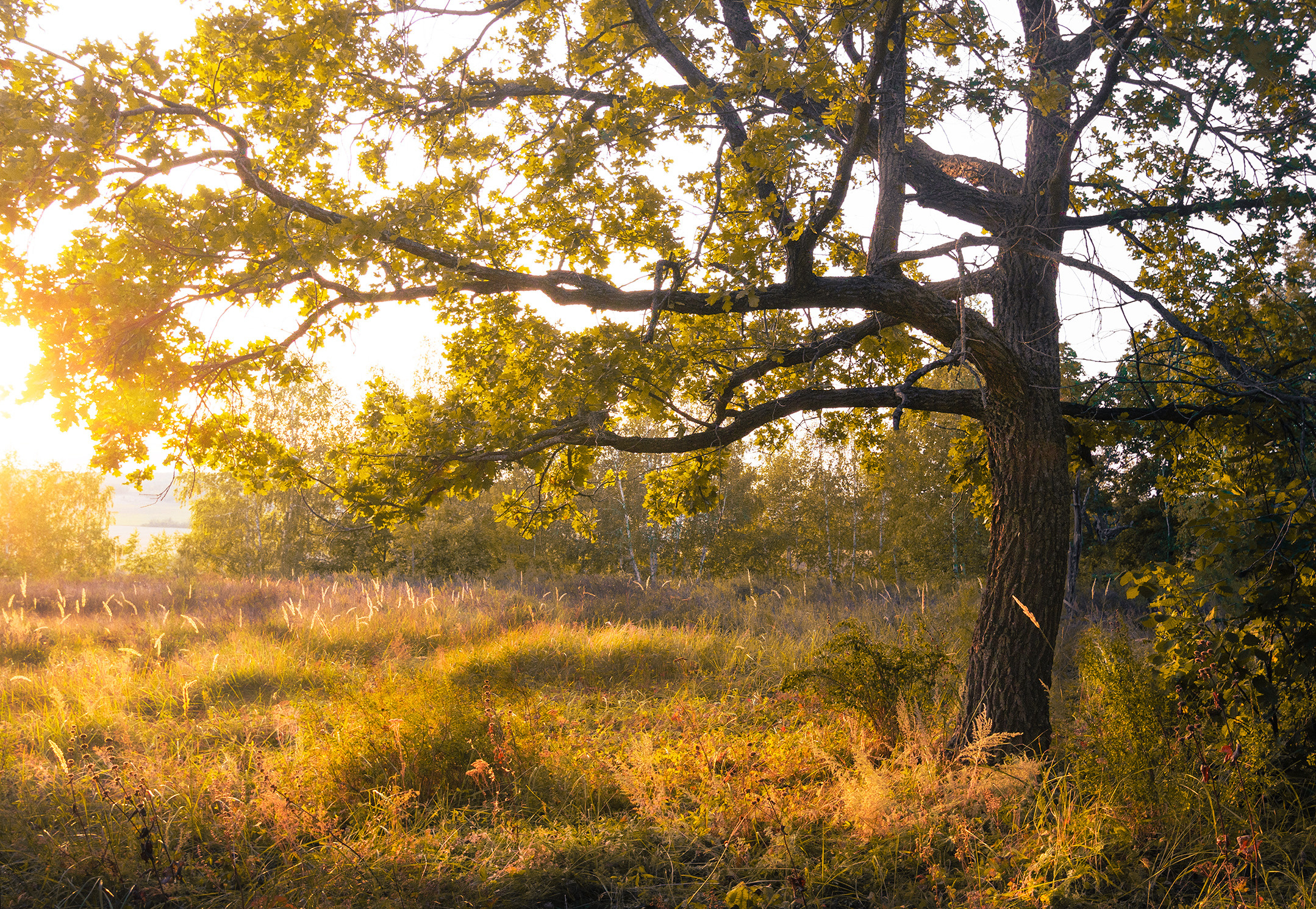 Лето, лес, деревья…. Пейзажный фотограф Руслан Лукманов
