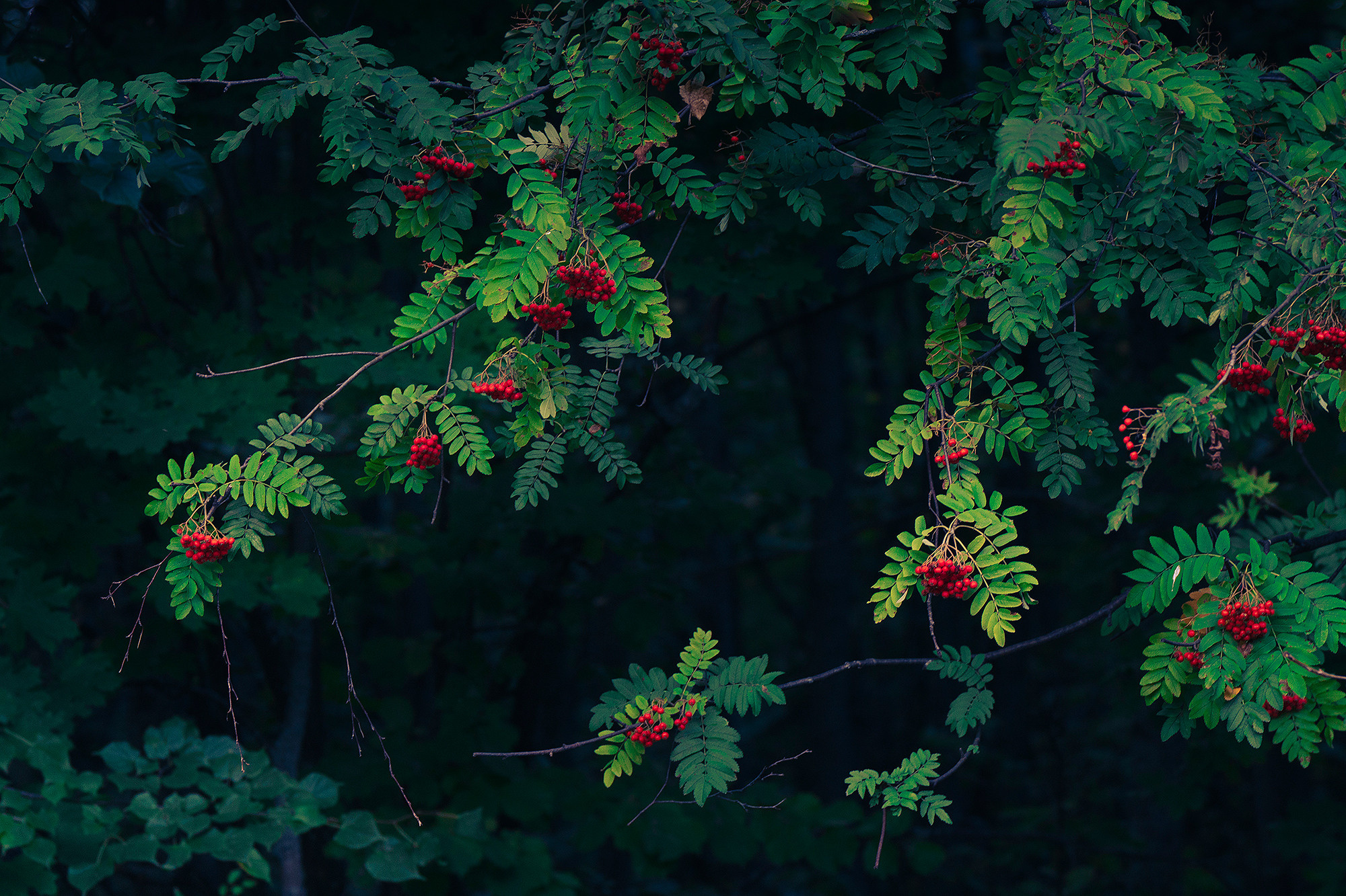 Лето, лес, деревья…. Пейзажный фотограф Руслан Лукманов