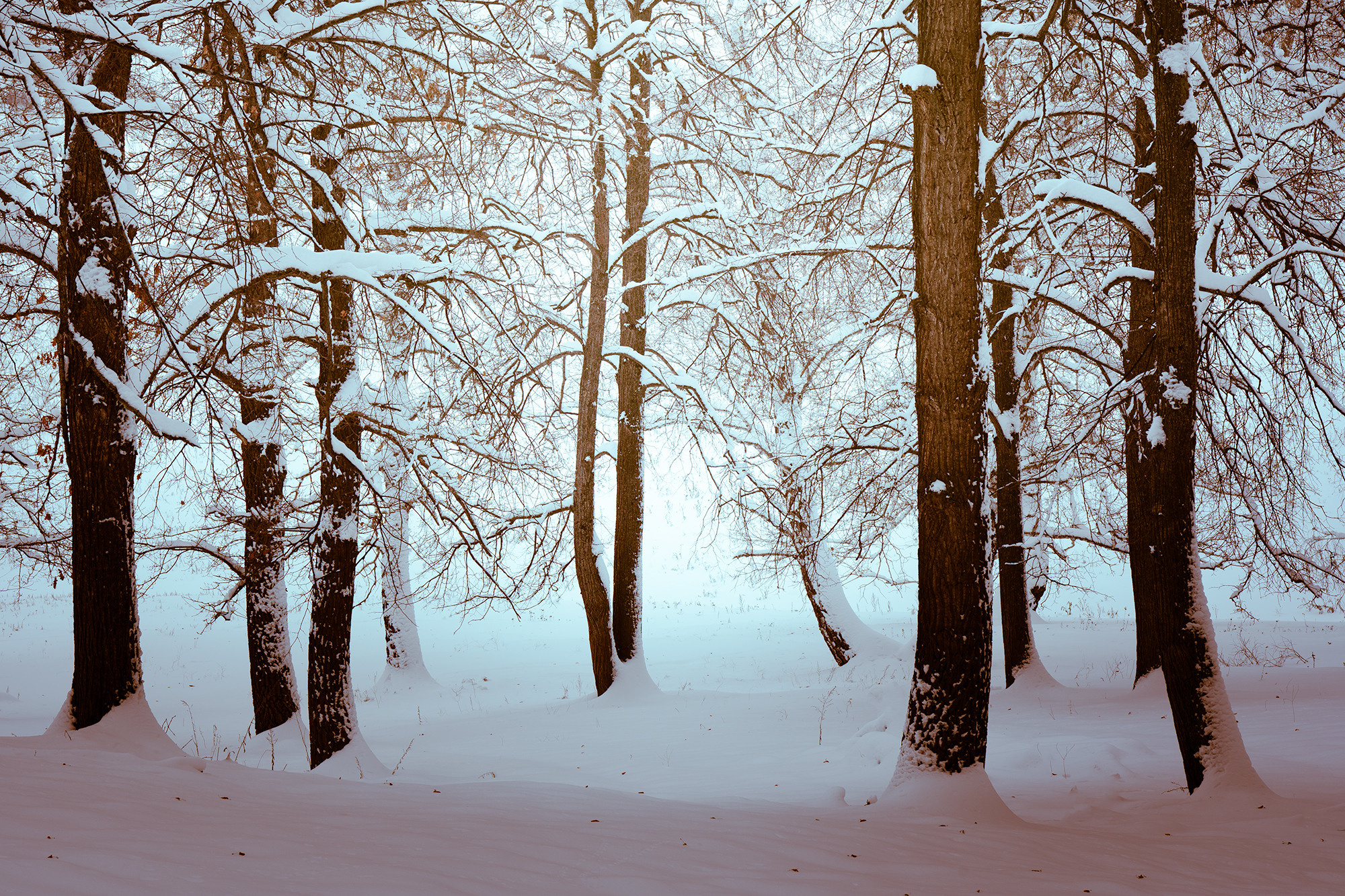 Зимний лес. Пейзажный фотограф Руслан Лукманов