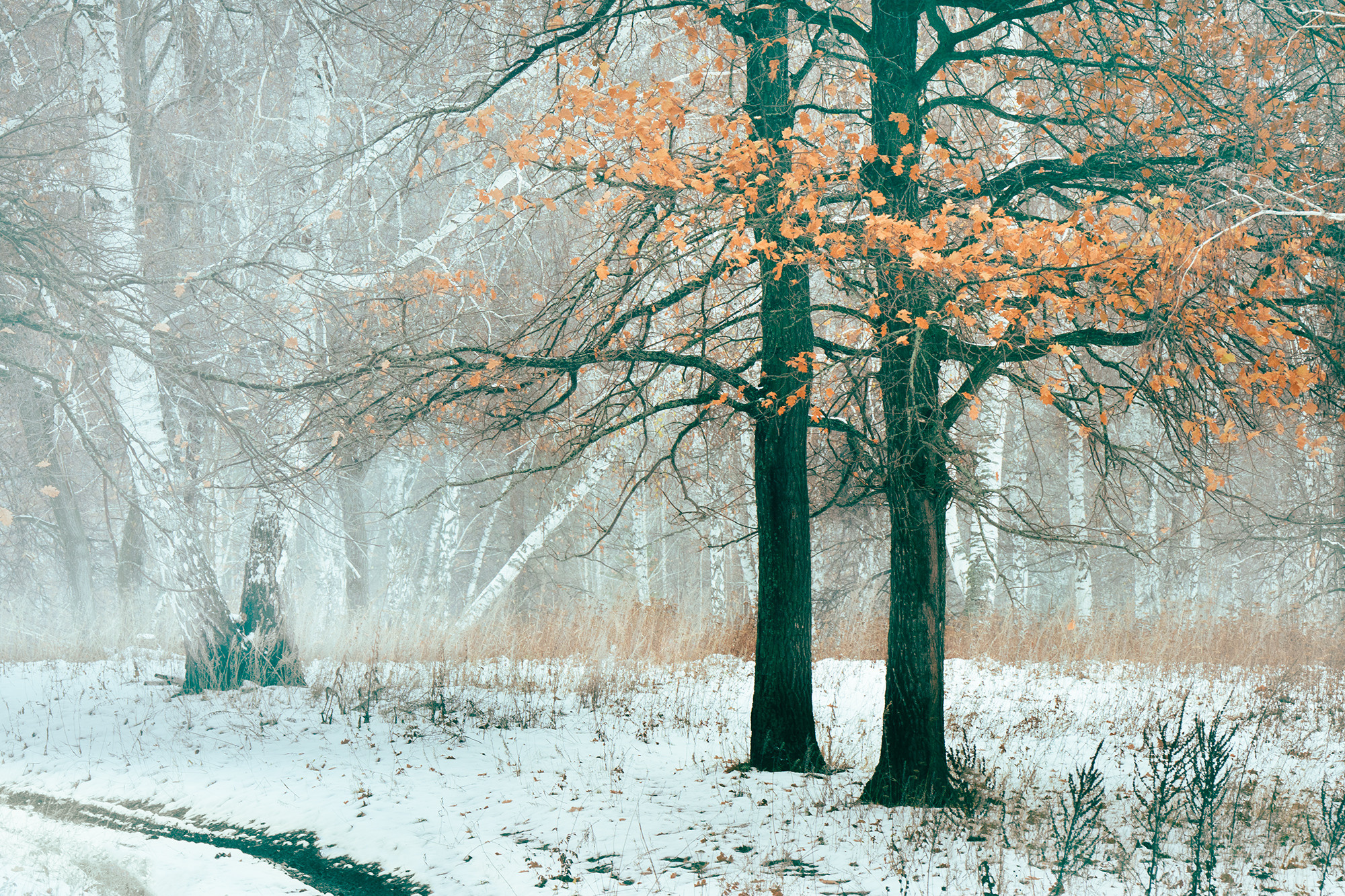 Зимний лес. Пейзажный фотограф Руслан Лукманов