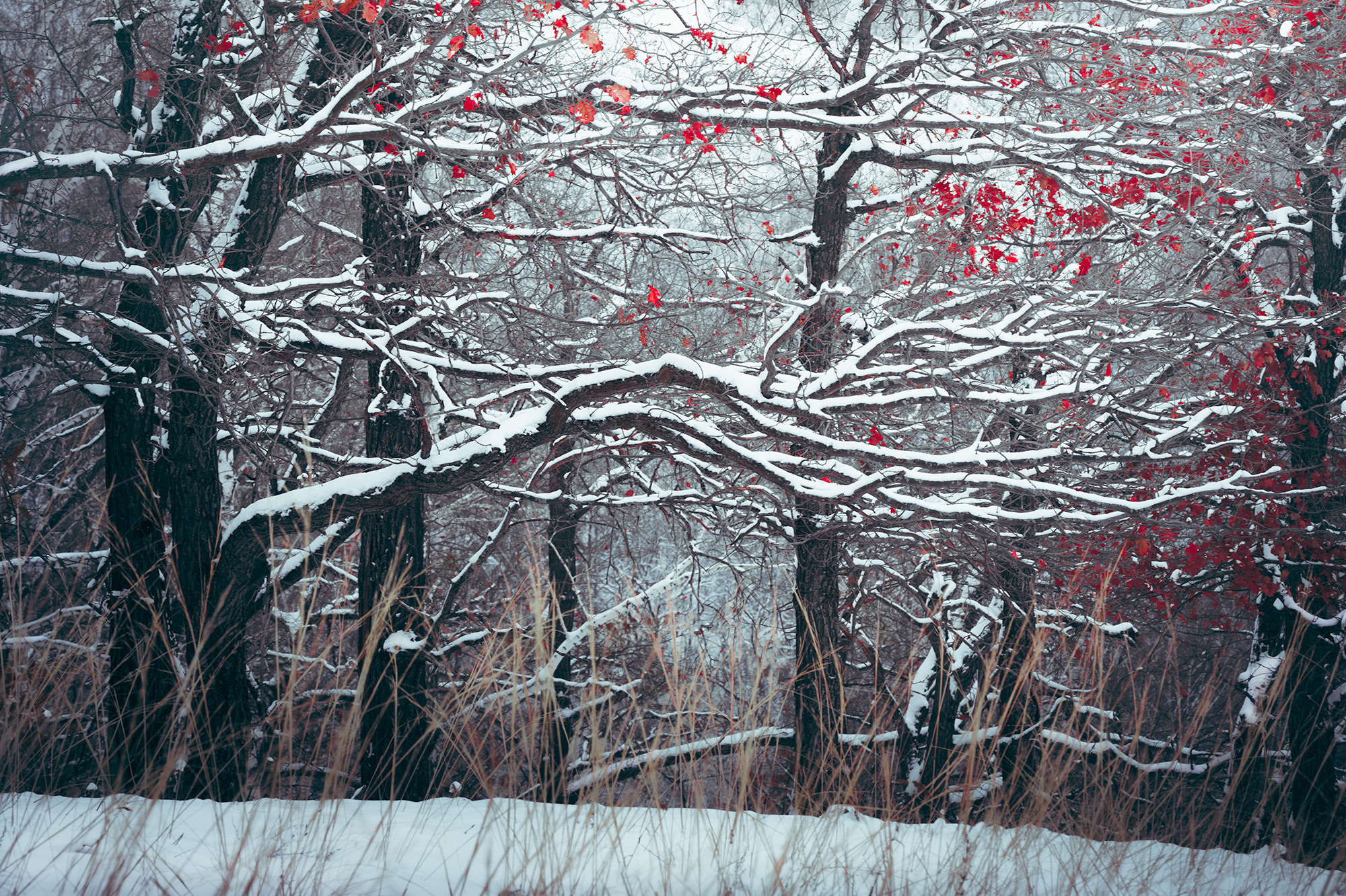 Зимний лес. Пейзажный фотограф Руслан Лукманов