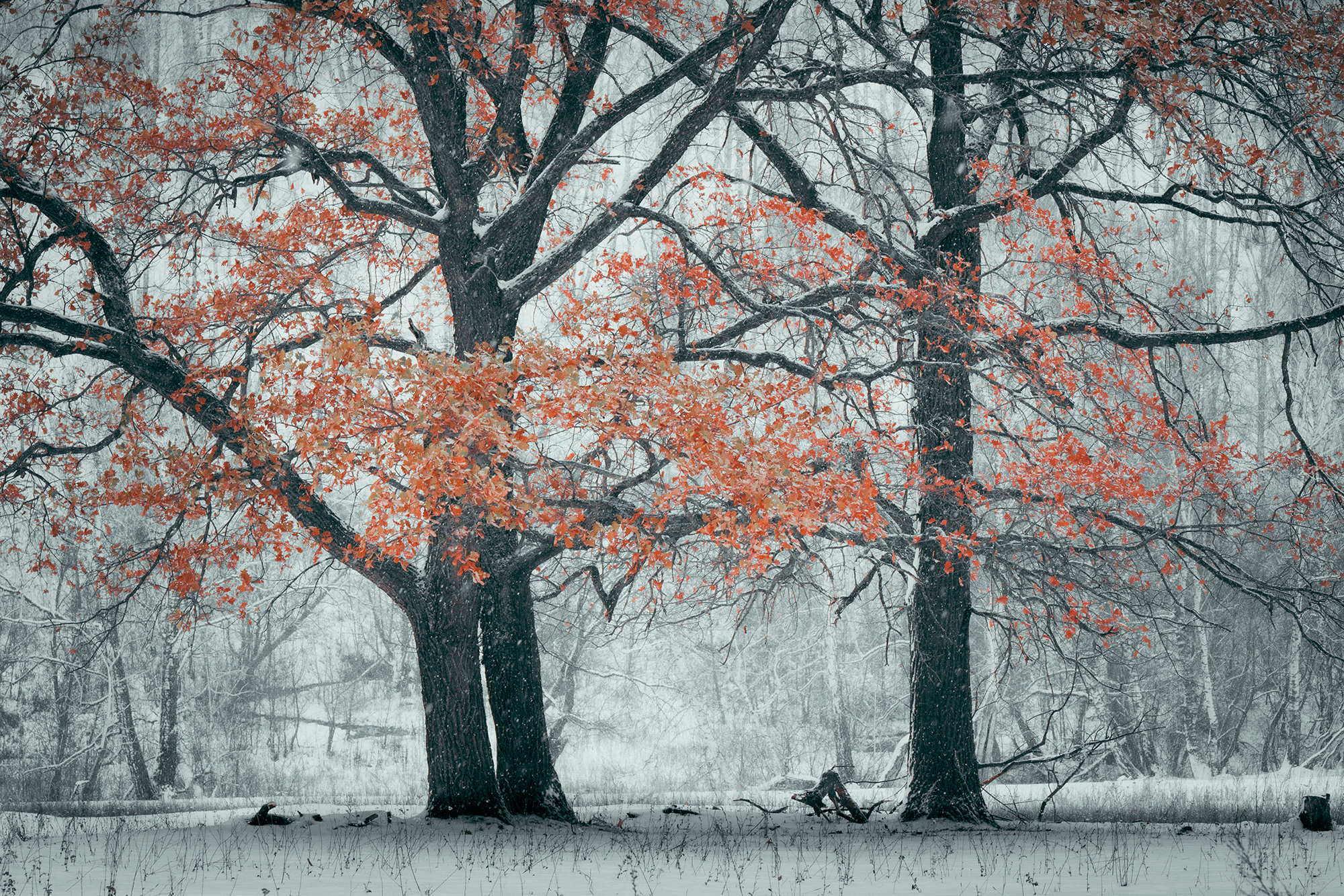 Зимний лес. Пейзажный фотограф Руслан Лукманов
