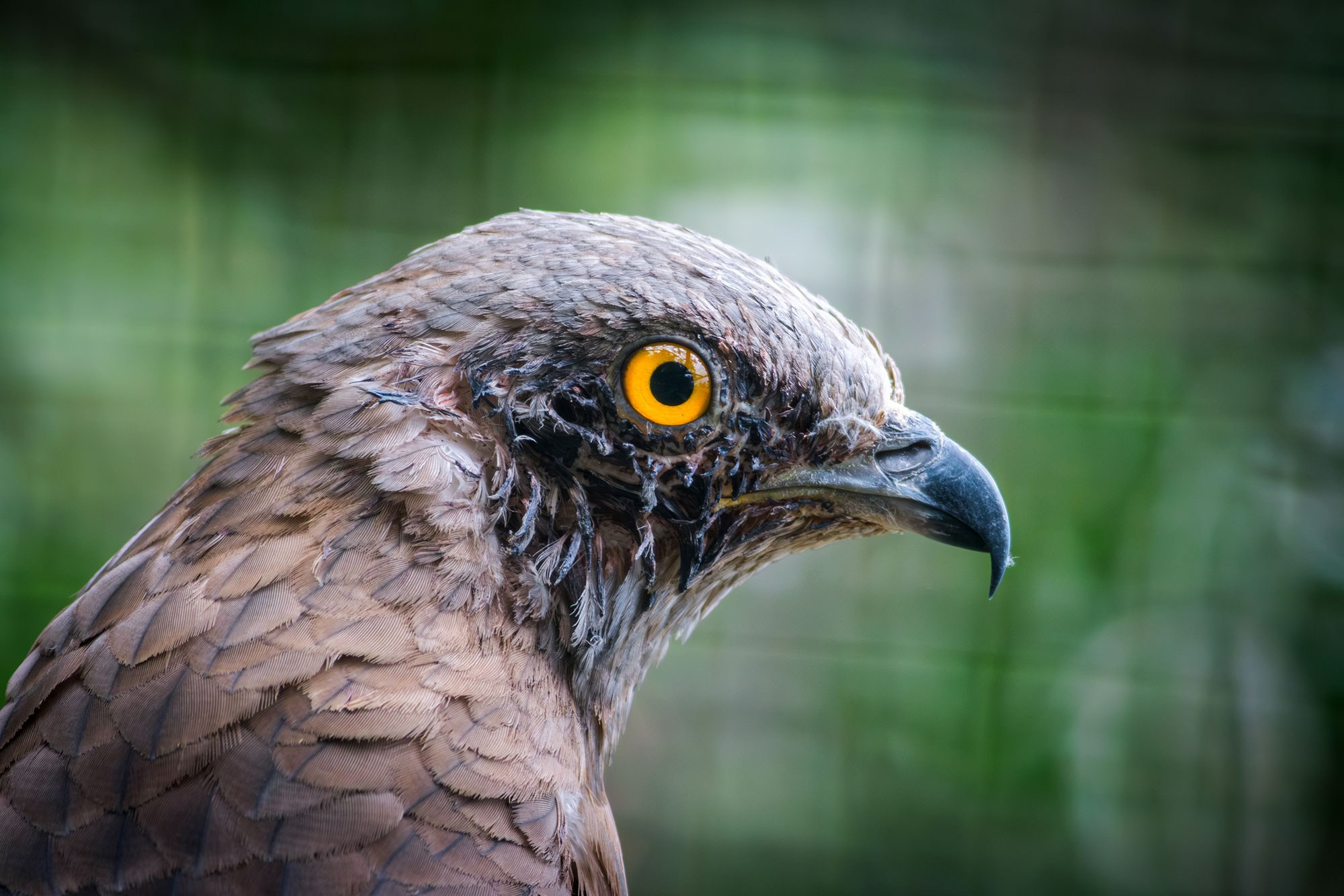 Свадебный фотограф в Геленджике