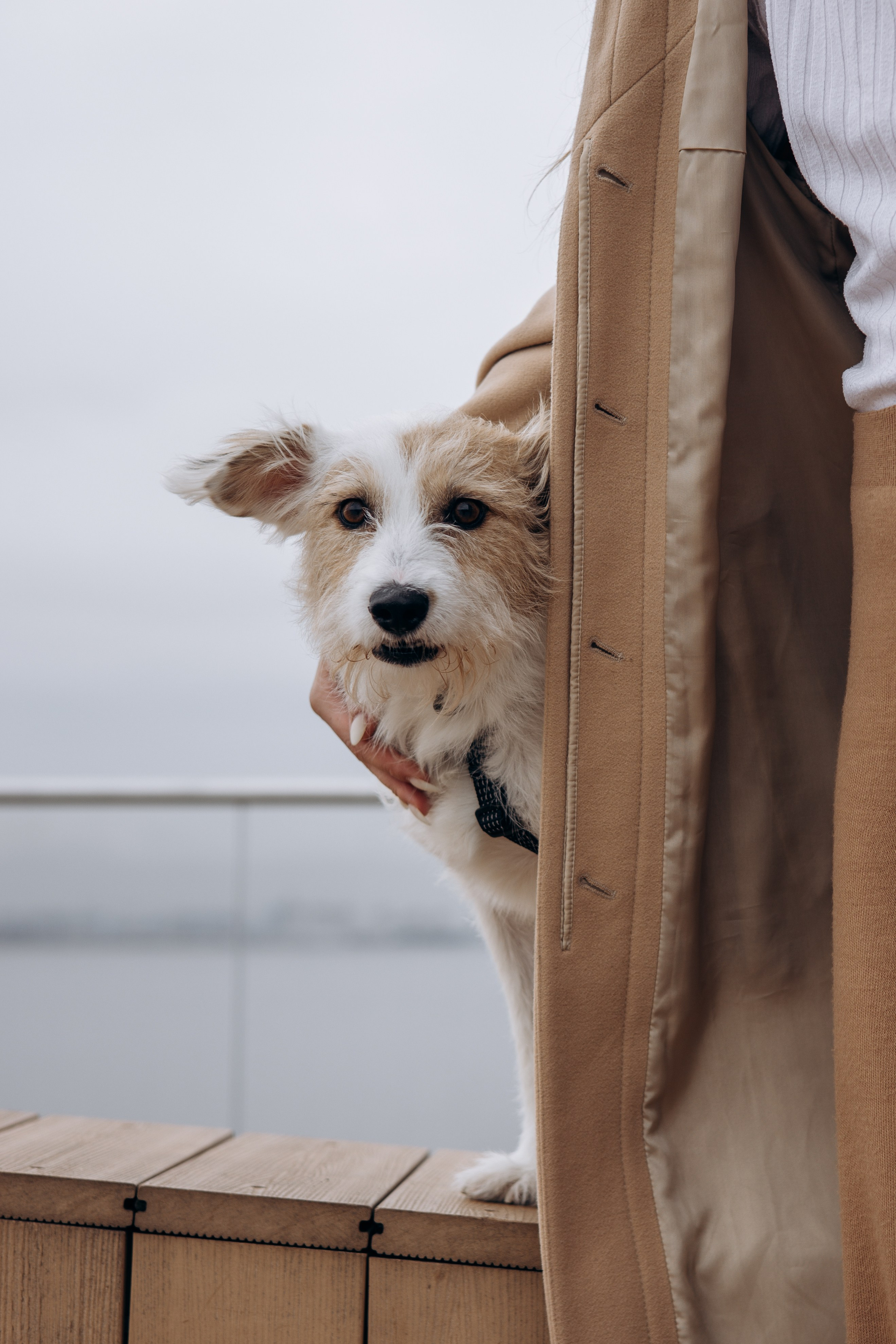 Оля и Тэффи. Фотограф животных Евгения Верцинская