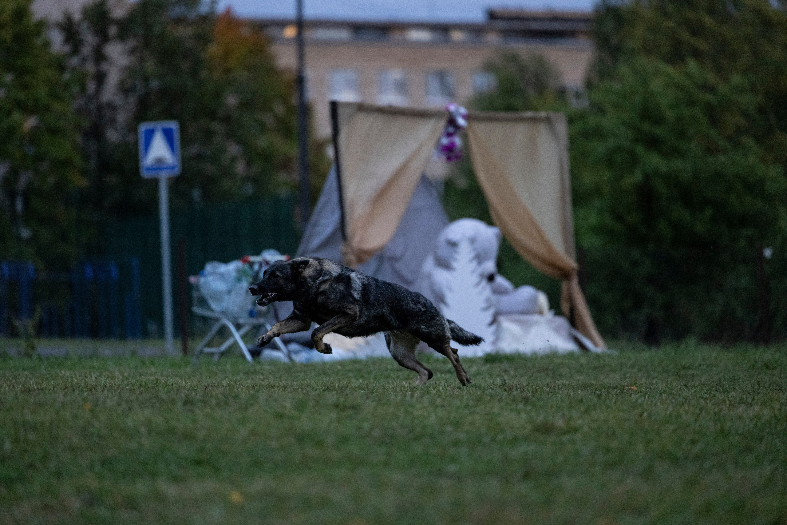 Испытания по Мондьорингу г. Пушкин. Фотограф-анималист Анна Маринич