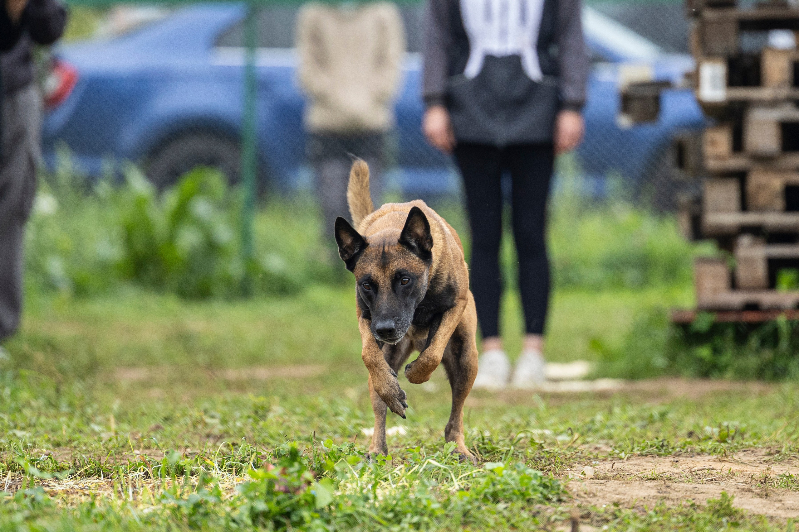 Соревнования по Мондьорингу г. Вологда 10-11.08.2024. Фотограф-анималист Анна Маринич