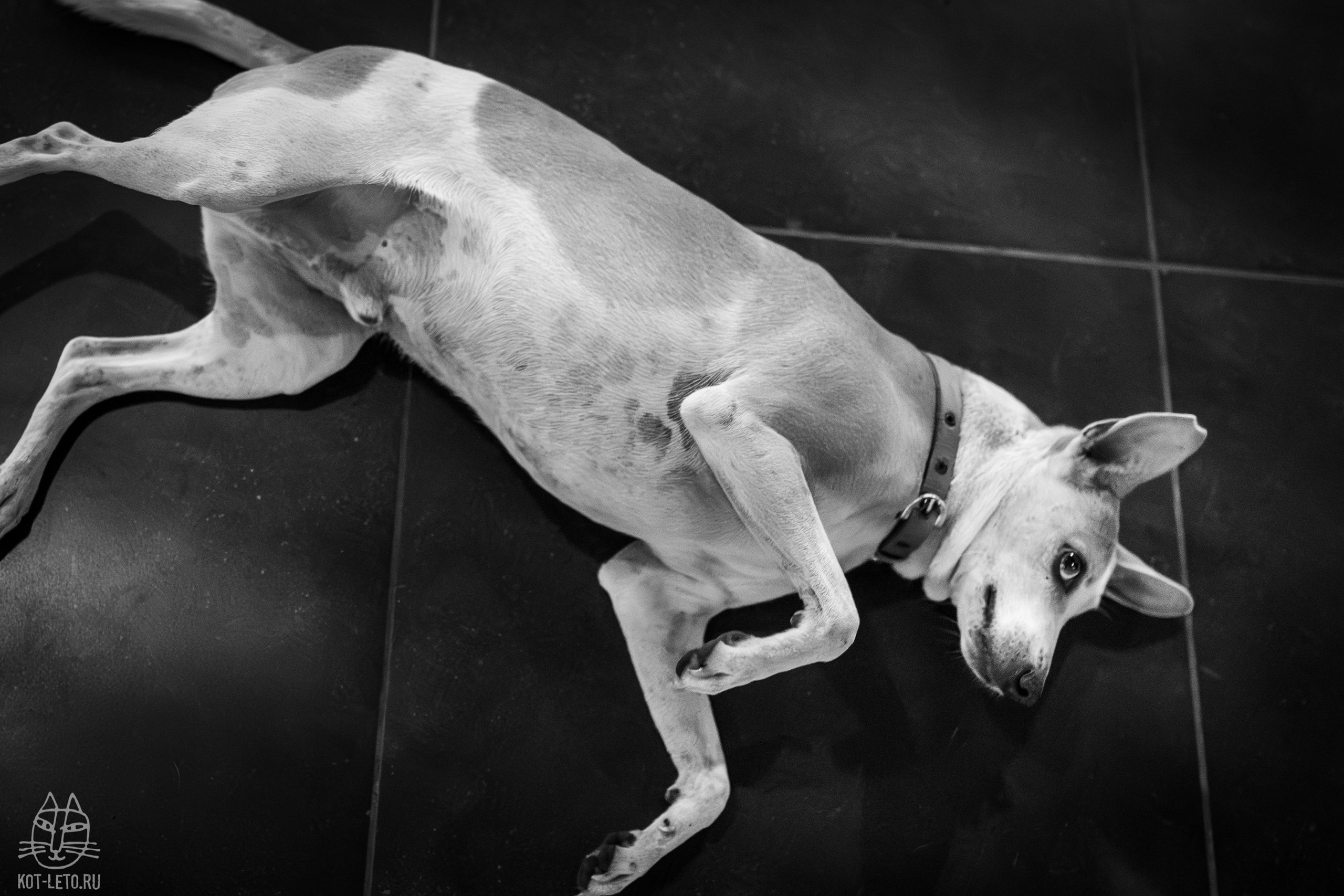 Exhibition BIOPHILIA (Goa). Твой фотограф — Полосатый кот