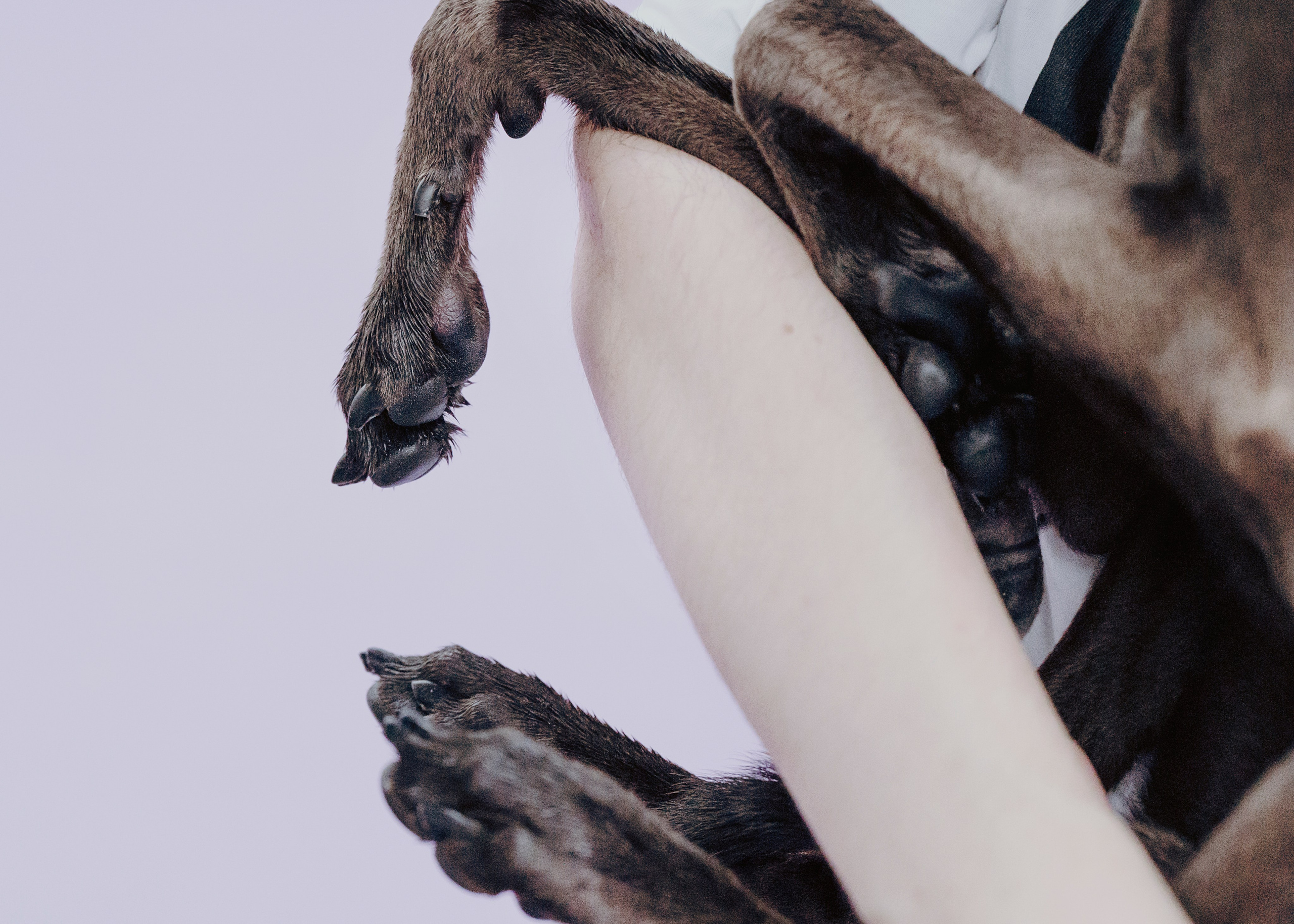 Дофи. Фотограф- анималист Александра Матвеева