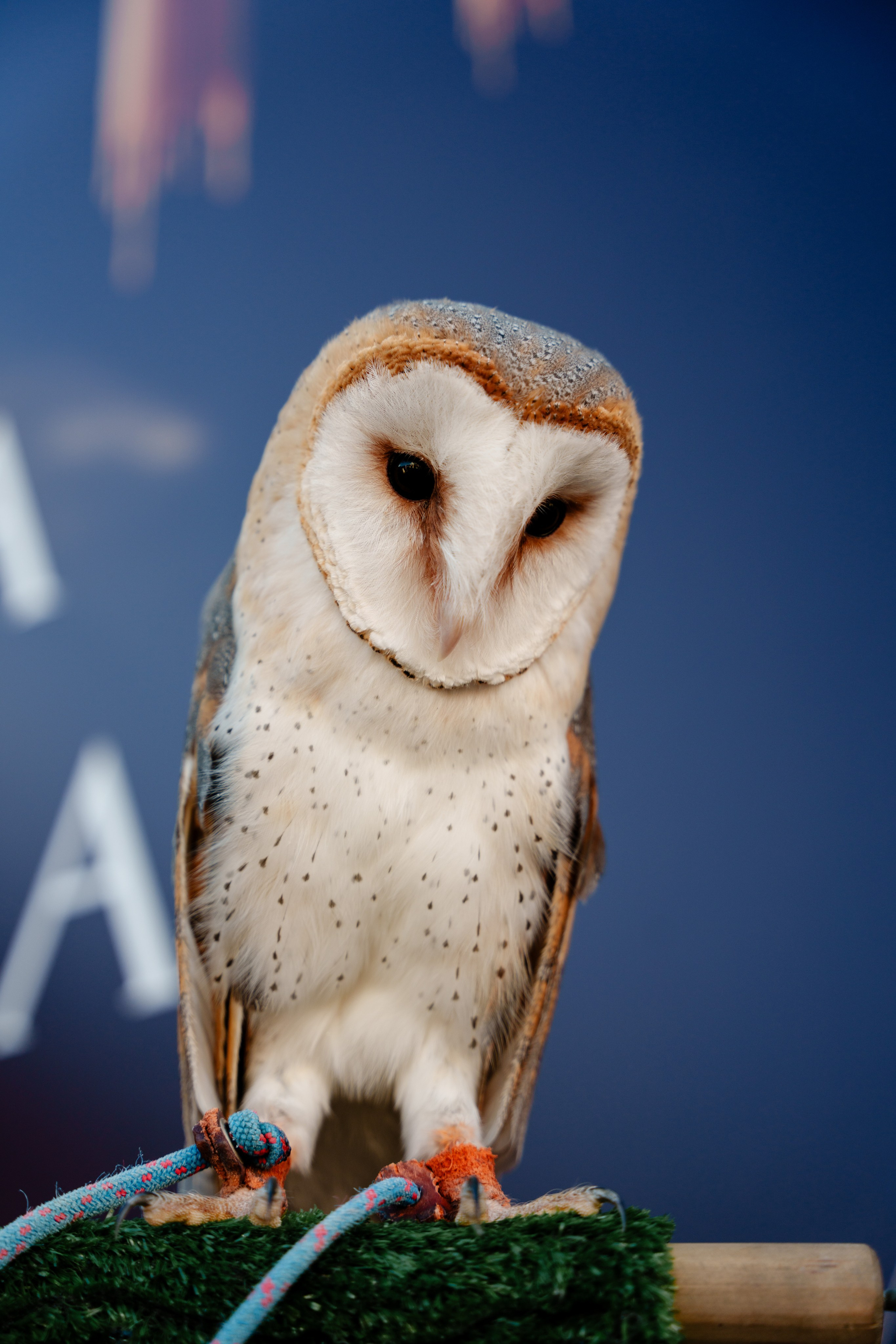 Фотограф в Красную поляну. Репортажный фотограф Москва Сергей Дружинин