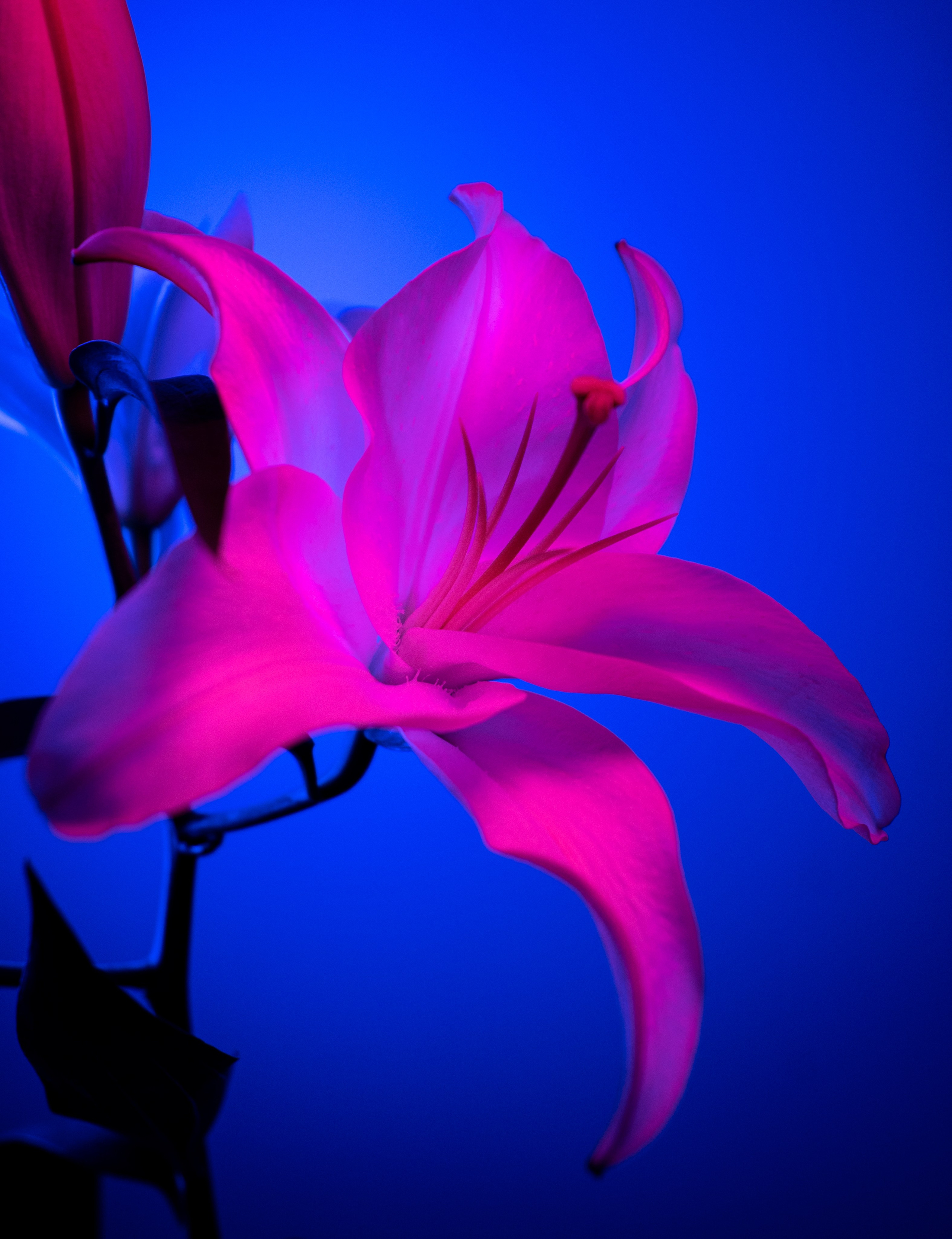 Цветы. Фотограф Алиса Аспер