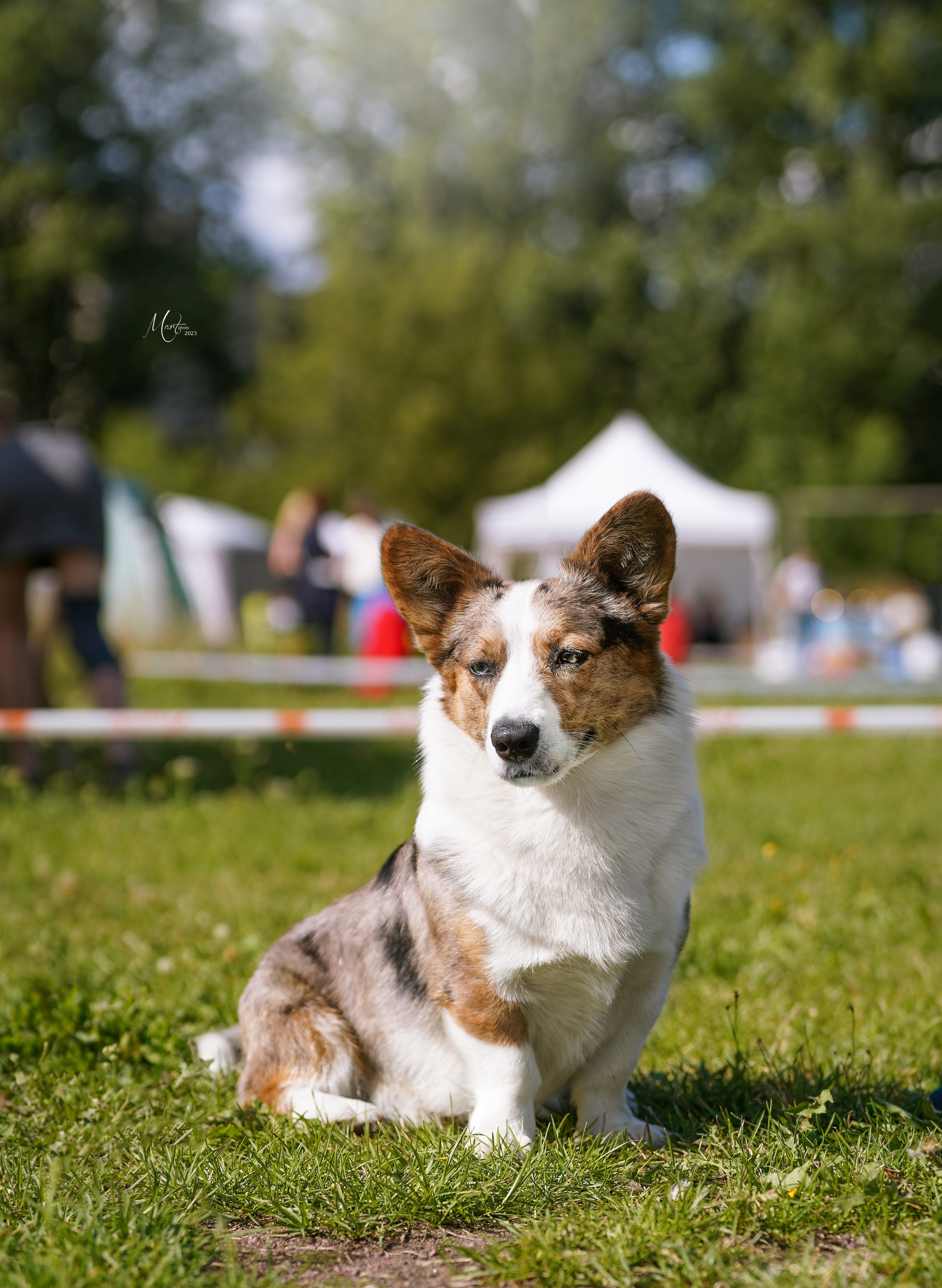 Выставки 2023. Фотограф-анималист в Санкт-Петербурге Яна Мартынова