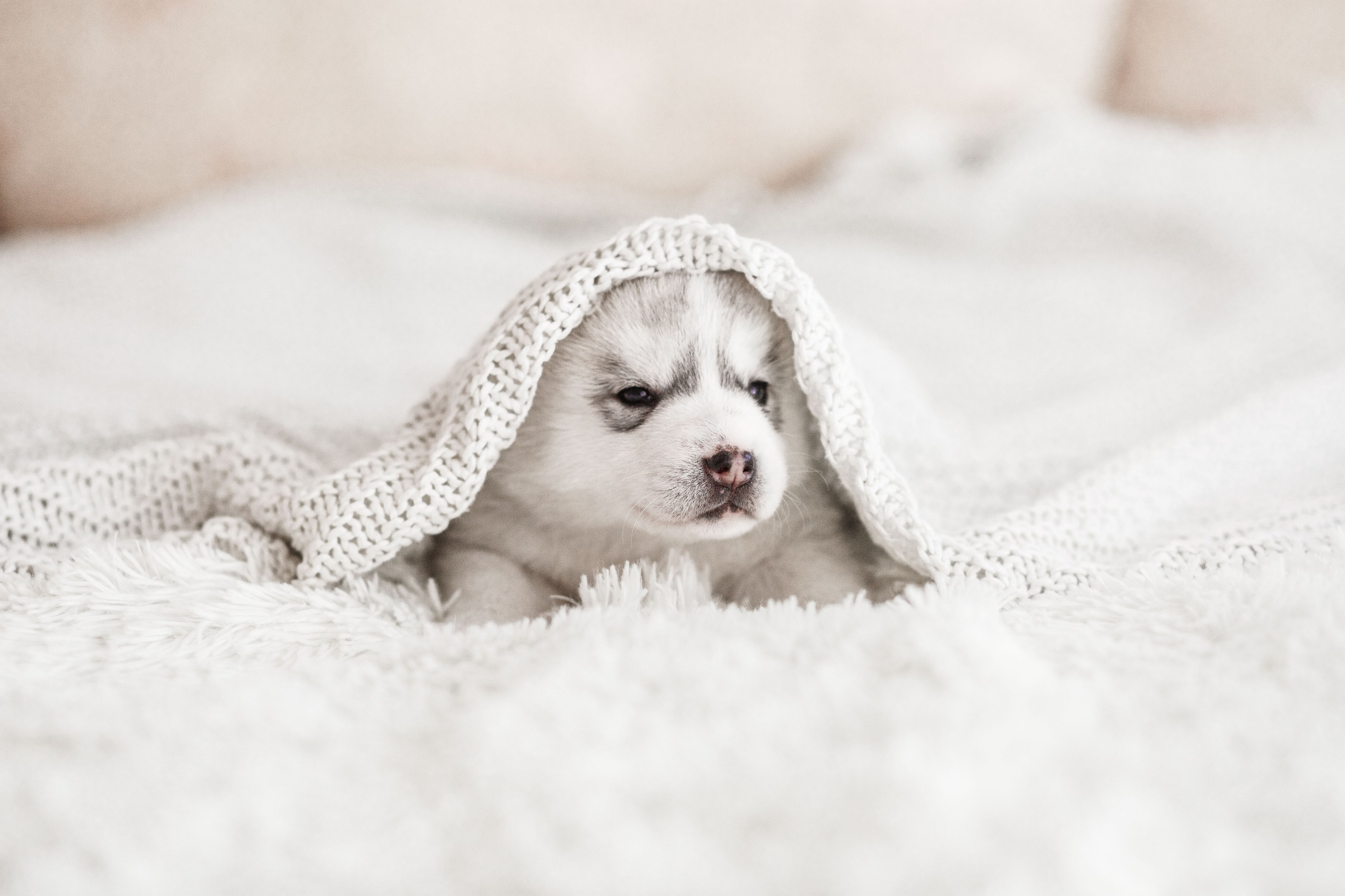 Собаки, кошки и др. животные. Семейный фотограф в Екатеринбурге