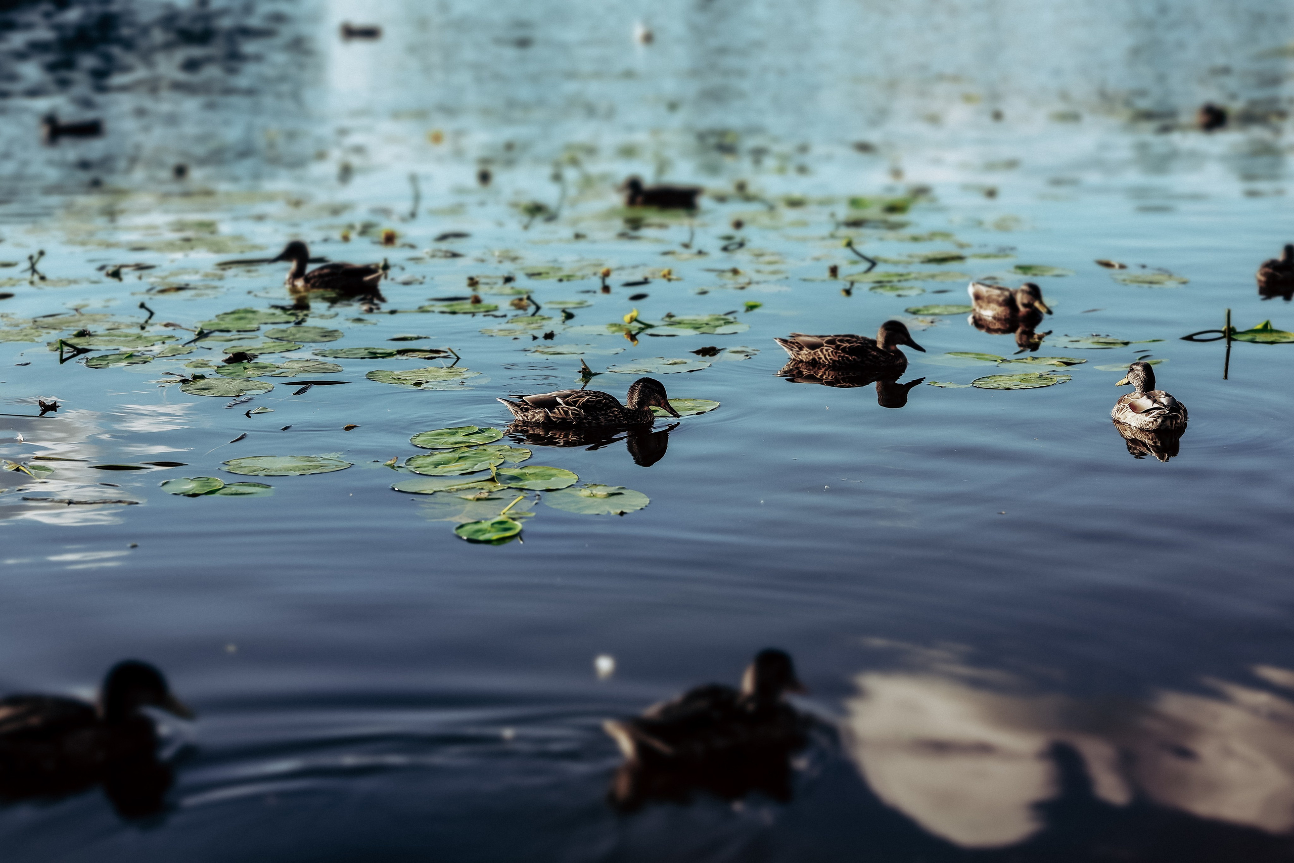 Фотосессия в Выборге от фотографа из Санкт-Петербурга. Профессиональный фотограф в Санкт-Петербурге Александр Волосенцев