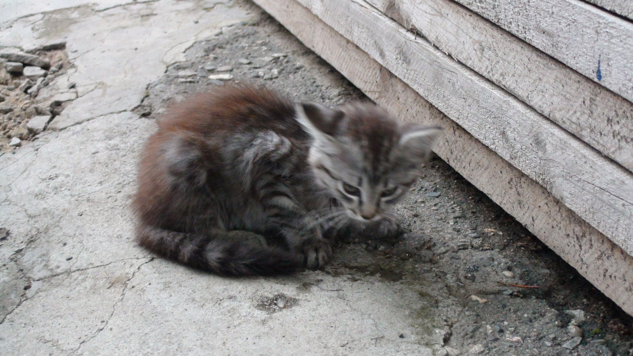 Отпуск 27.05-16.08. Семейный, Свадебный фотограф СПБ Питер— Романова Екатерина