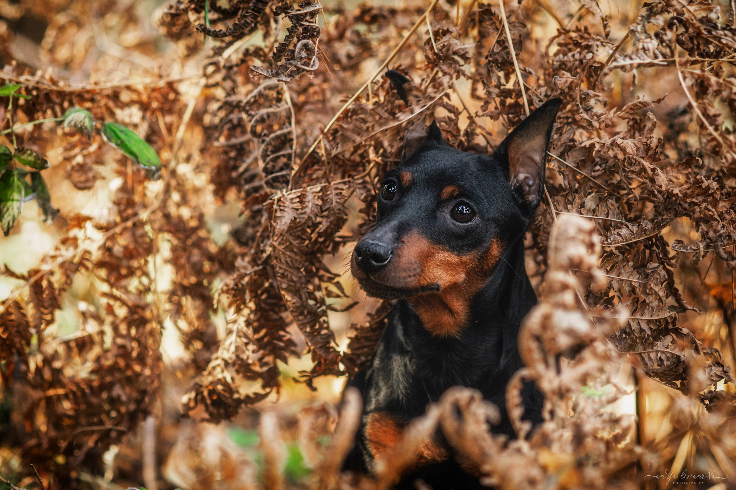 Лёня. Фотограф анималист Аня Ливанова | Рыбинск