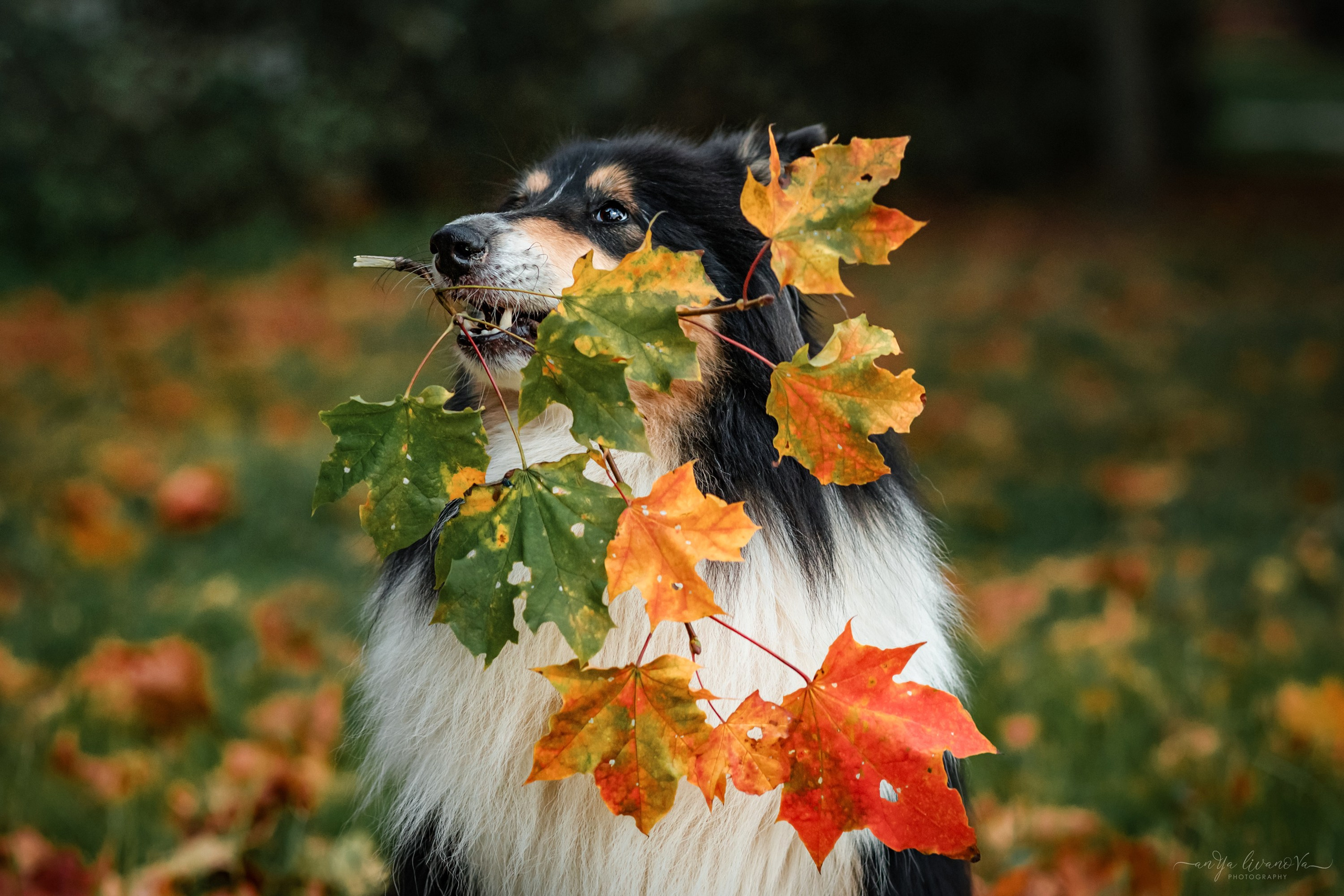Оля и Вива. Фотограф анималист Аня Ливанова | Рыбинск