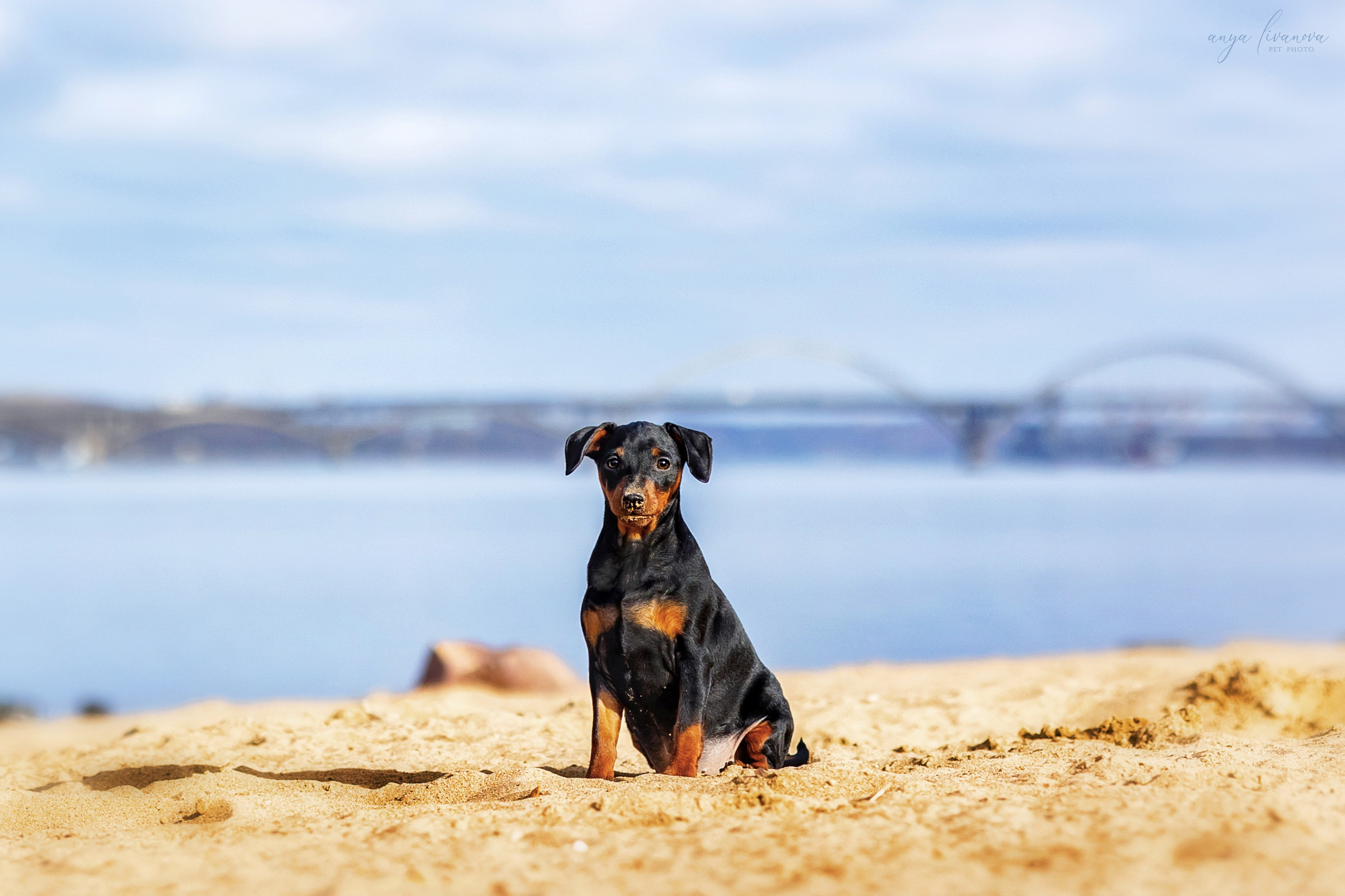 Баффи. Фотограф анималист Аня Ливанова | Рыбинск