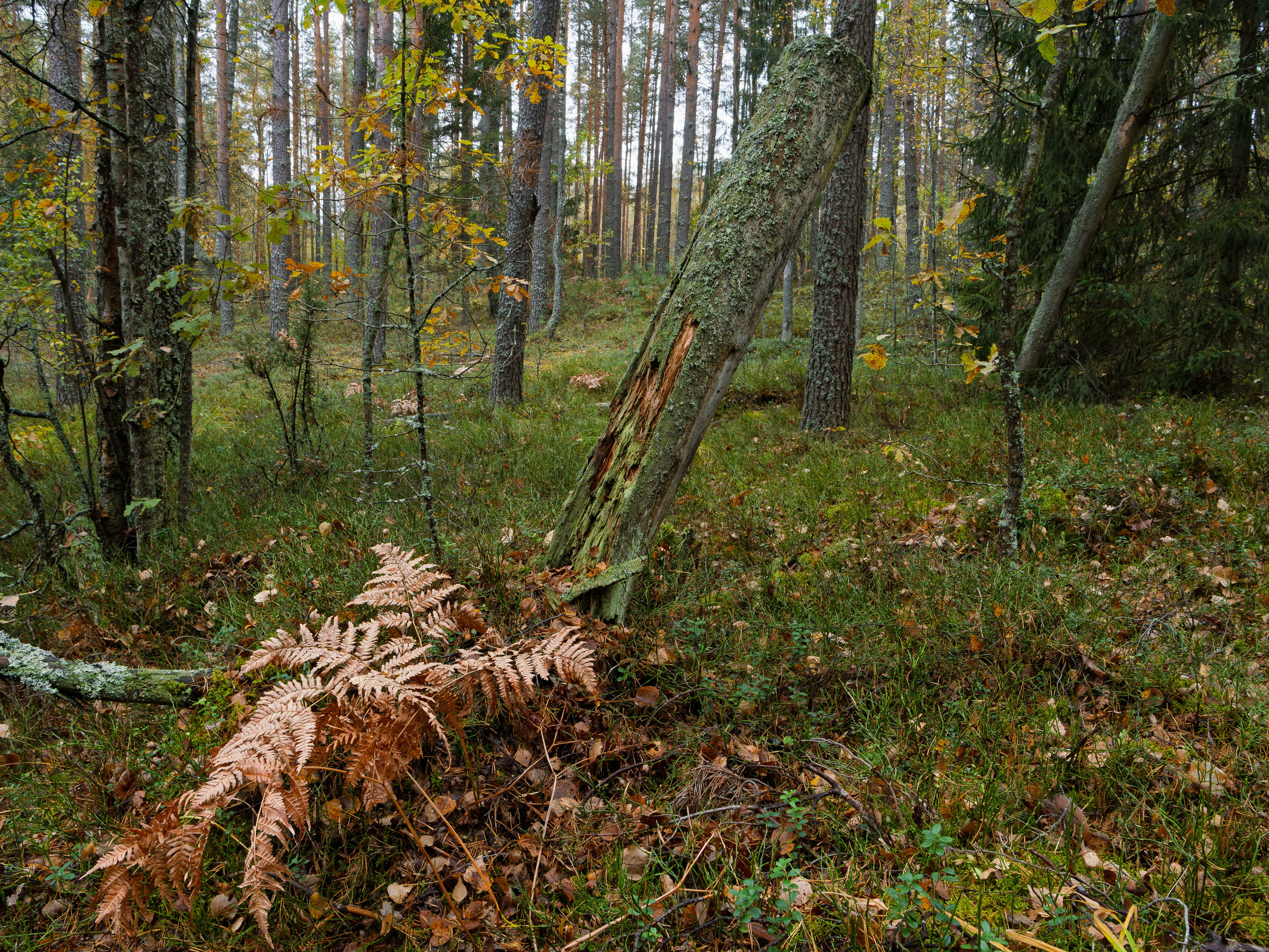 Голубые озера, Псковская область. Октябрь 2024. Фотограф Никифоров-Гордеев Сергей. Москва и МО