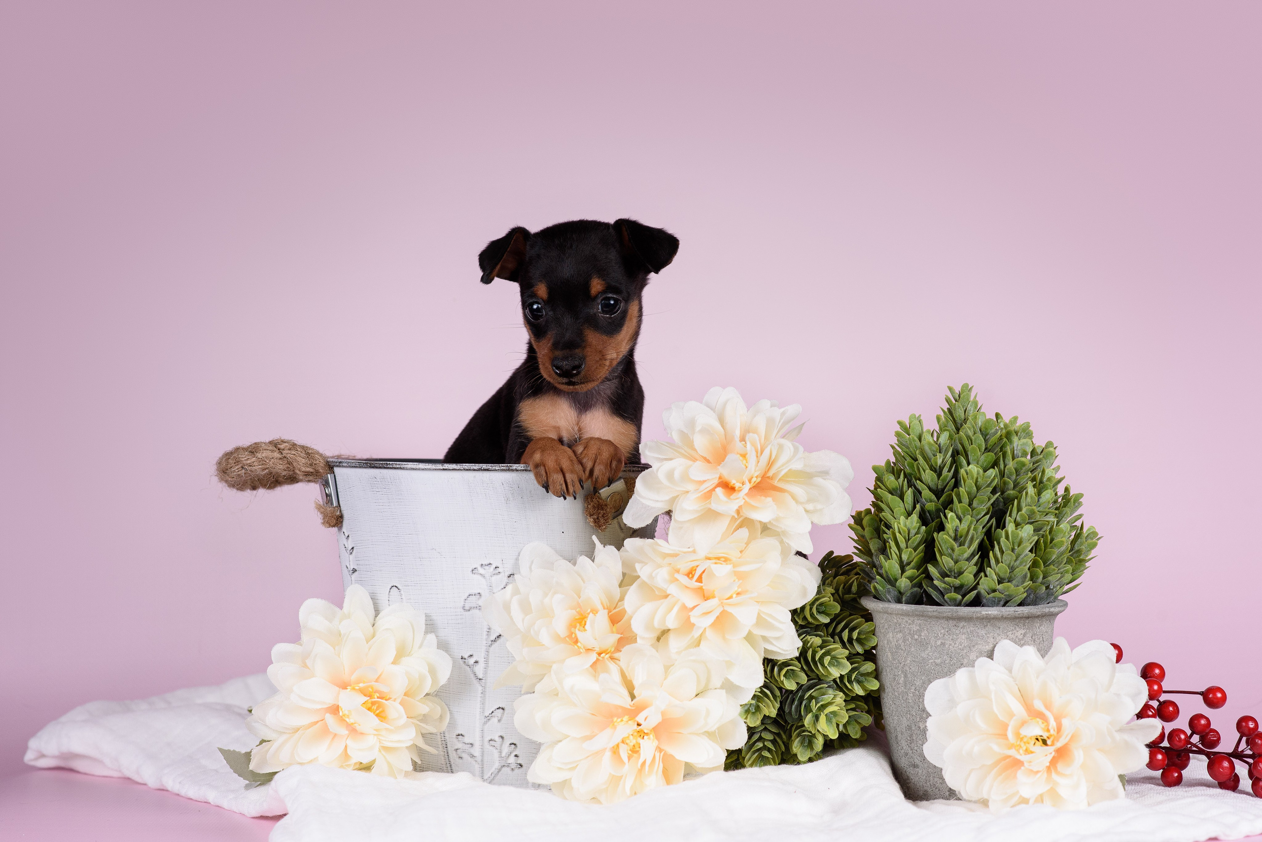 Щенки Пражских крысариков -13.04.2024. Фотограф — Анималист | Анна Абрамова