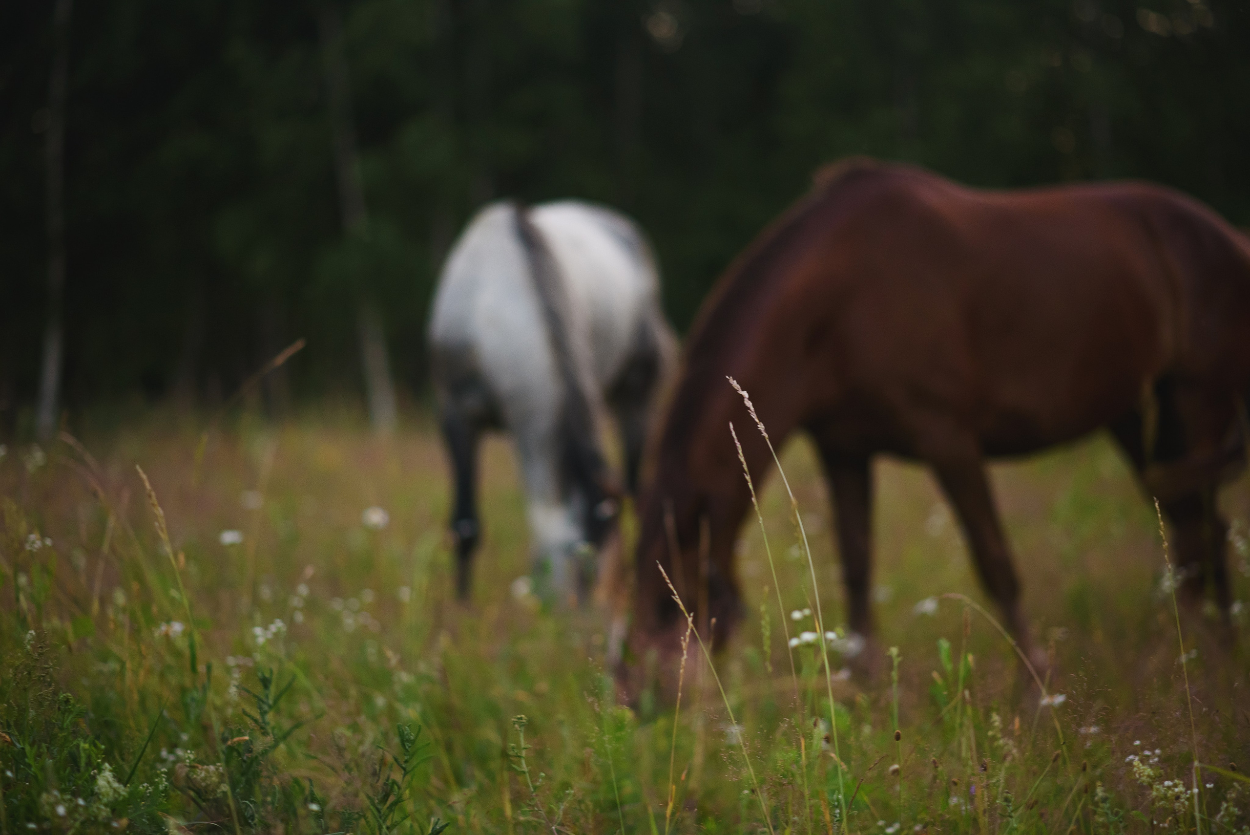 Дакар и Рамина — 29.06.2024. Фотограф — Анималист | Анна Абрамова