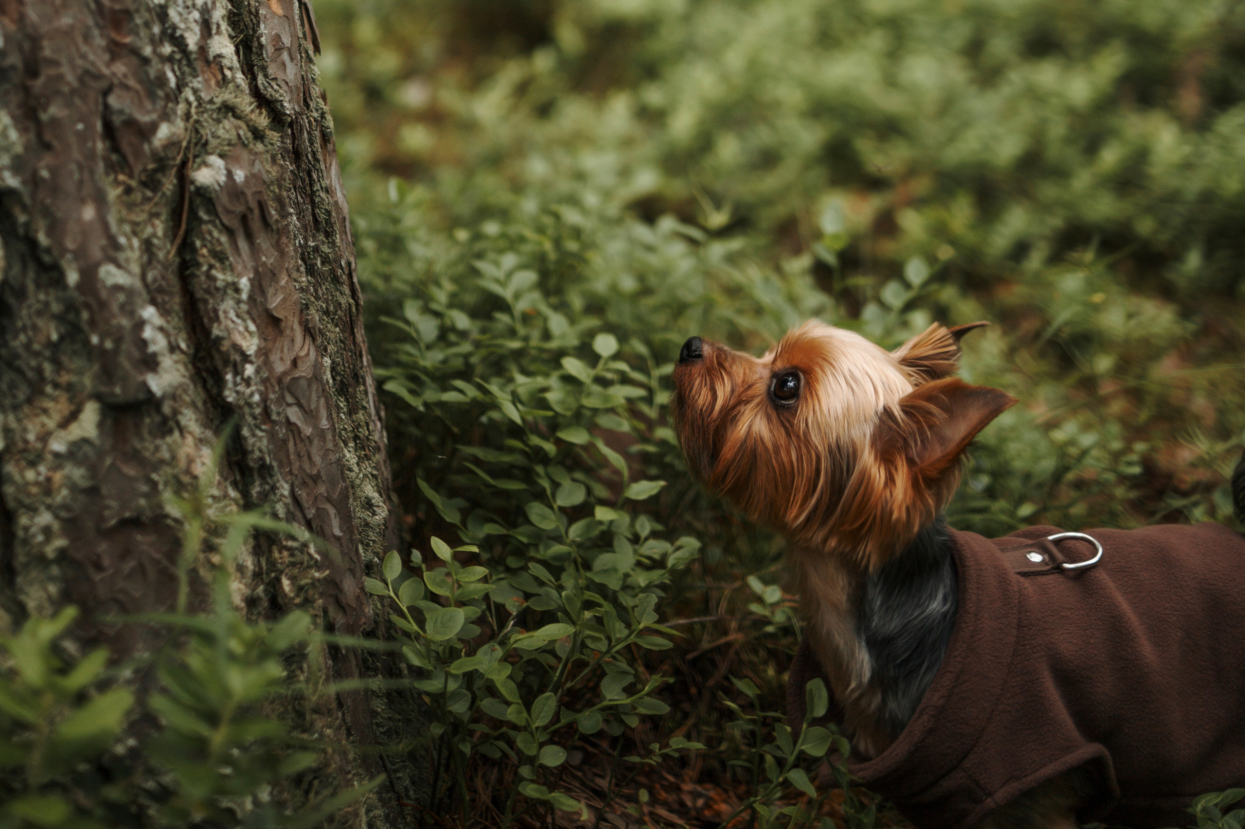 Фотограф-анималист в Санкт-Петеребурге Титова Алиса