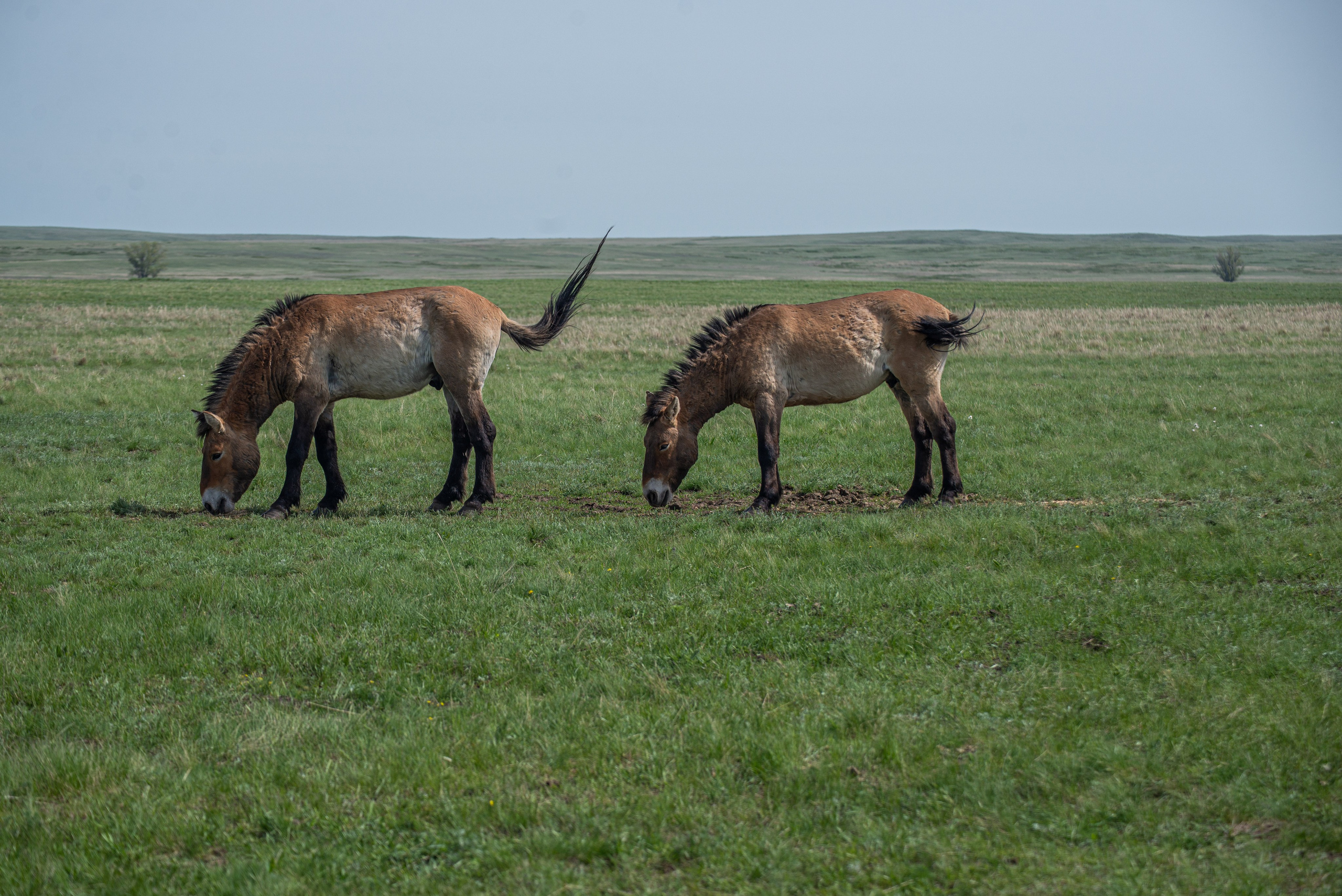 Заповедник «Оренбургский», предуральская степь. Фотообъединение Самарского областного отделения Союза журналистов России