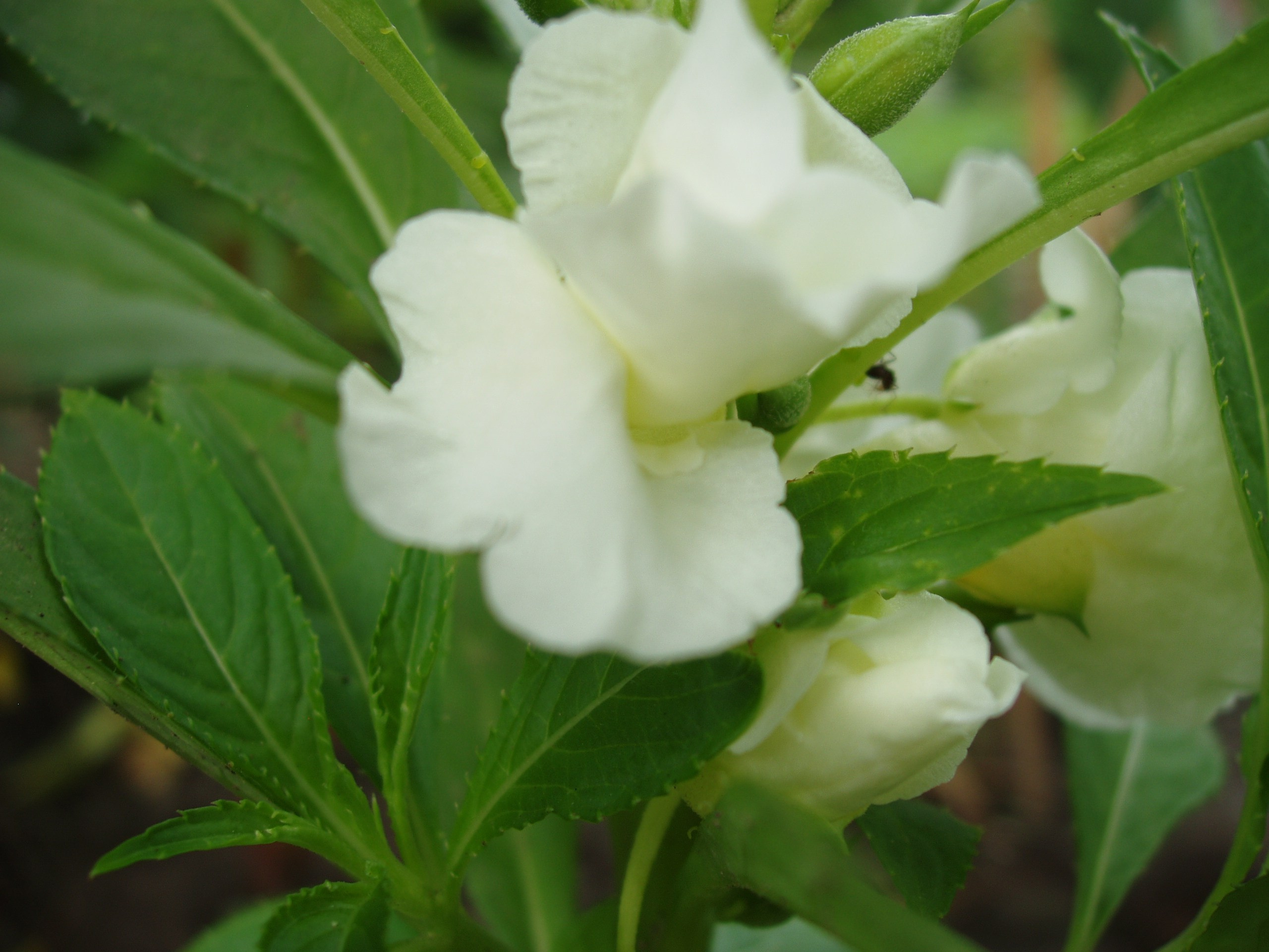 Отпуск 20.07-17.08. Семейный, Свадебный фотограф СПБ Питер— Романова Екатерина