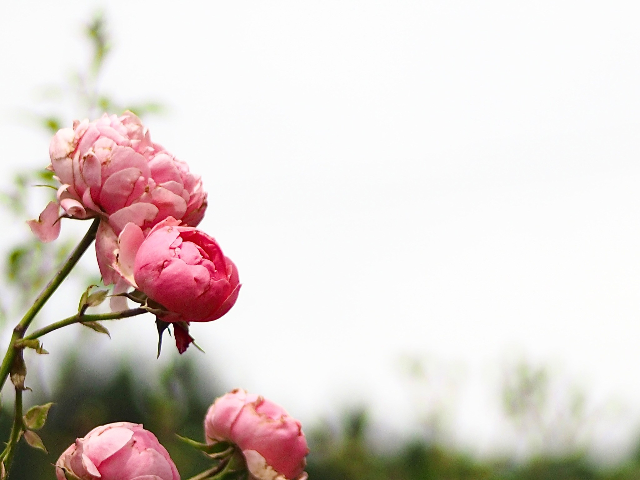 Флора и фауна. Смотри, красота!